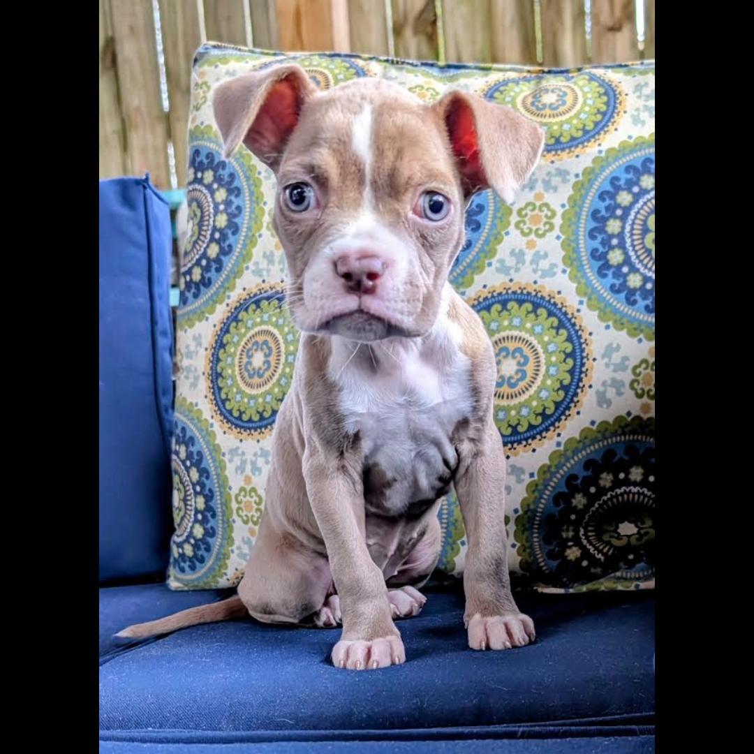 Enlarge Frankie, a Adoptable mixed breed in Midlothian, VA image 4/6