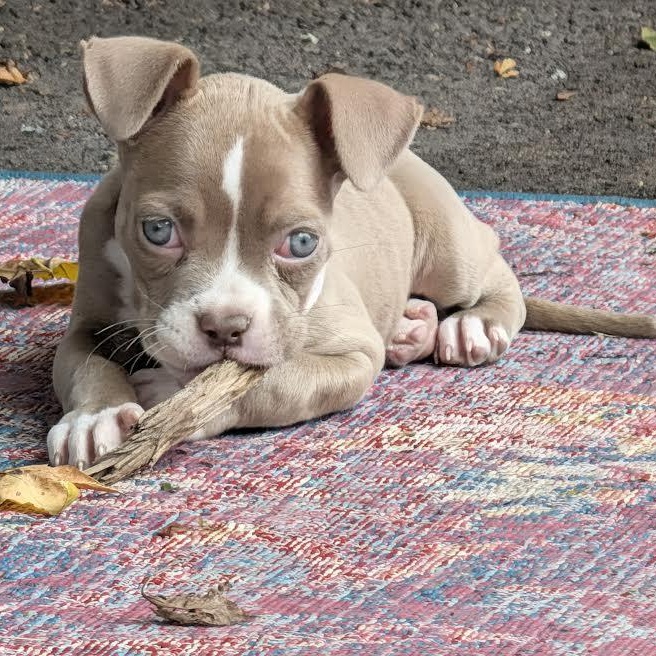 Enlarge Frankie, a Adoptable mixed breed in Midlothian, VA image 6/6