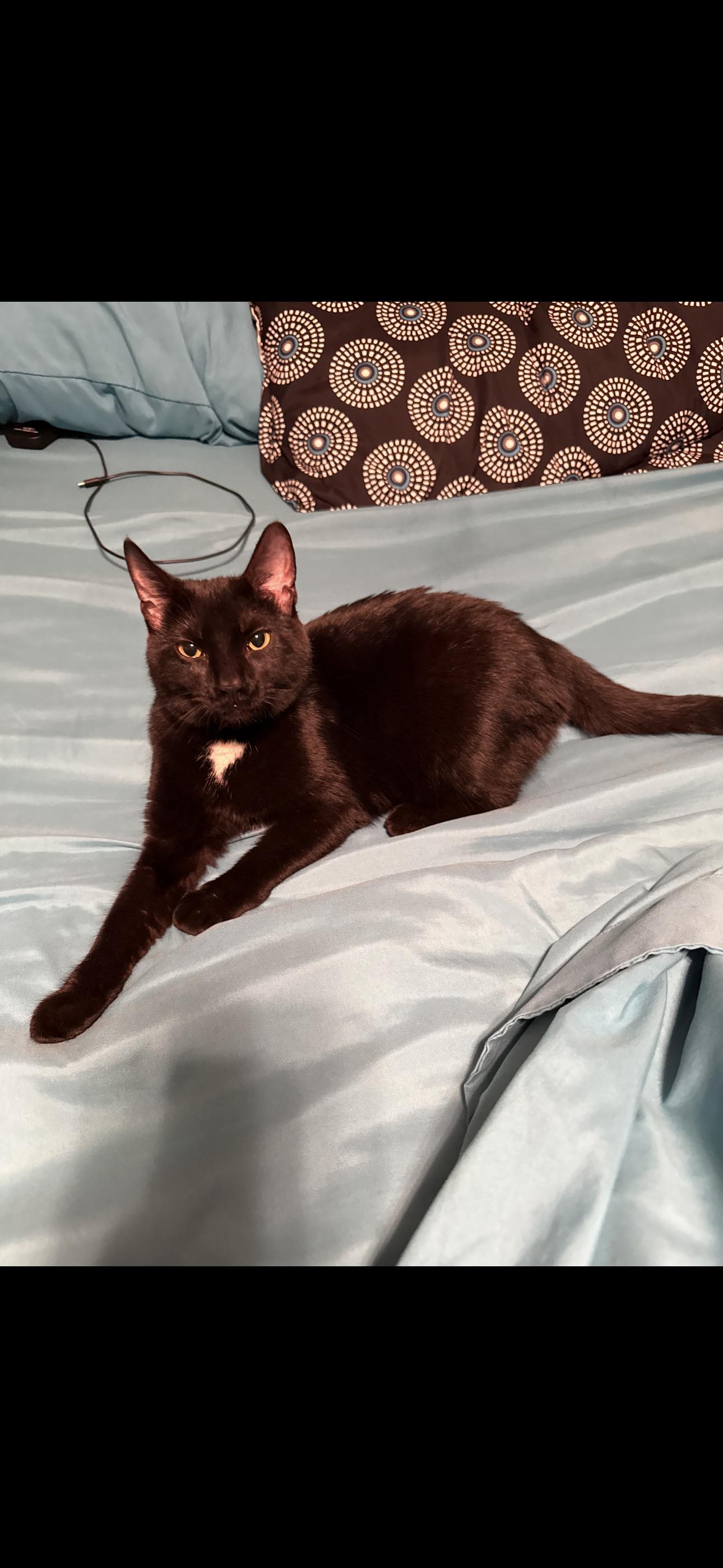Velvet, ADOPTABLE, Young Female Domestic Short Hair.