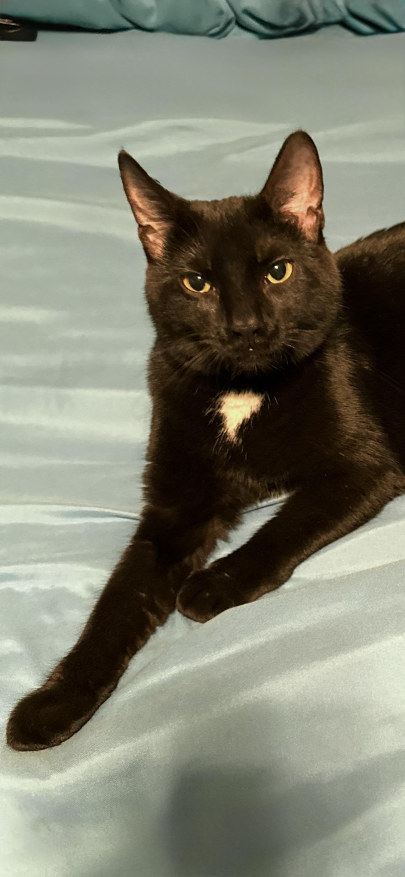 Velvet, a ADOPTABLE Domestic Short Hair in Seminole, OK image 3/3
