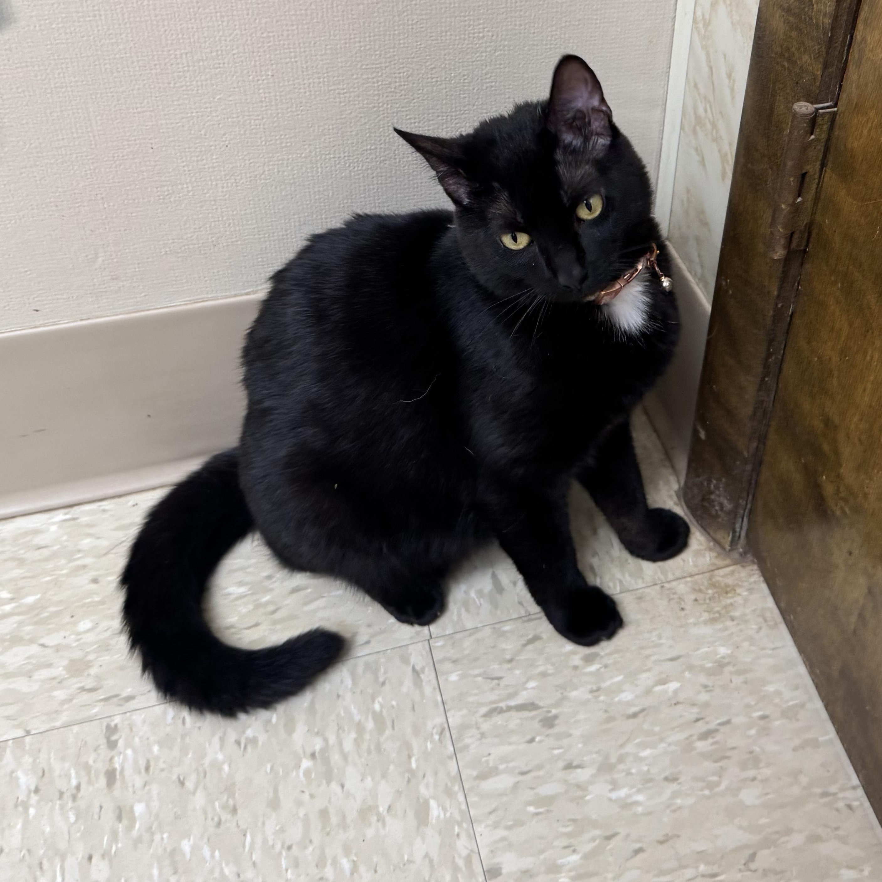 Enlarge Velvet, a ADOPTABLE Domestic Short Hair in Seminole, OK image 2/5