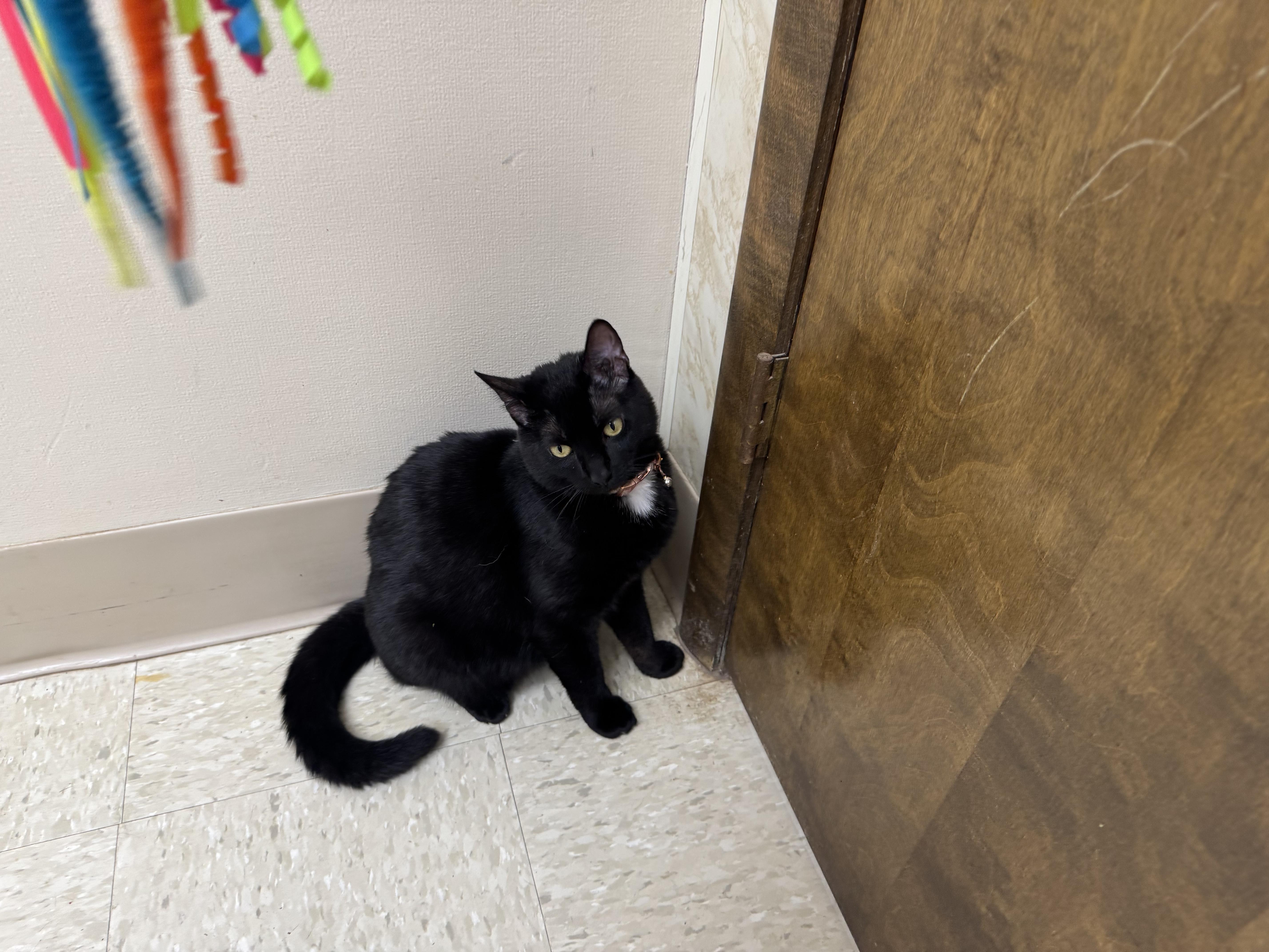 Velvet, a ADOPTABLE Domestic Short Hair in Seminole, OK image 2/3