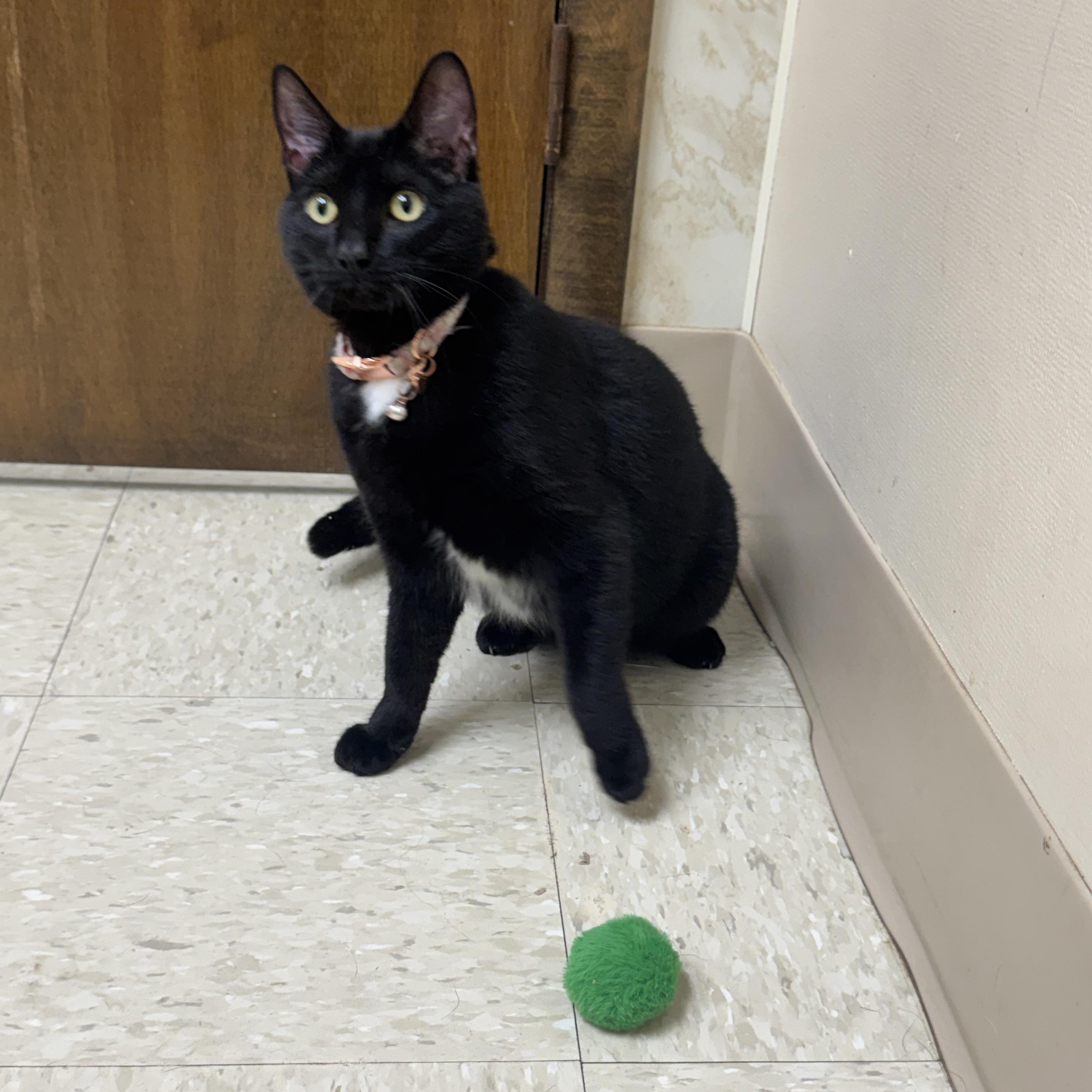 Enlarge Velvet, a ADOPTABLE Domestic Short Hair in Seminole, OK image 5/5