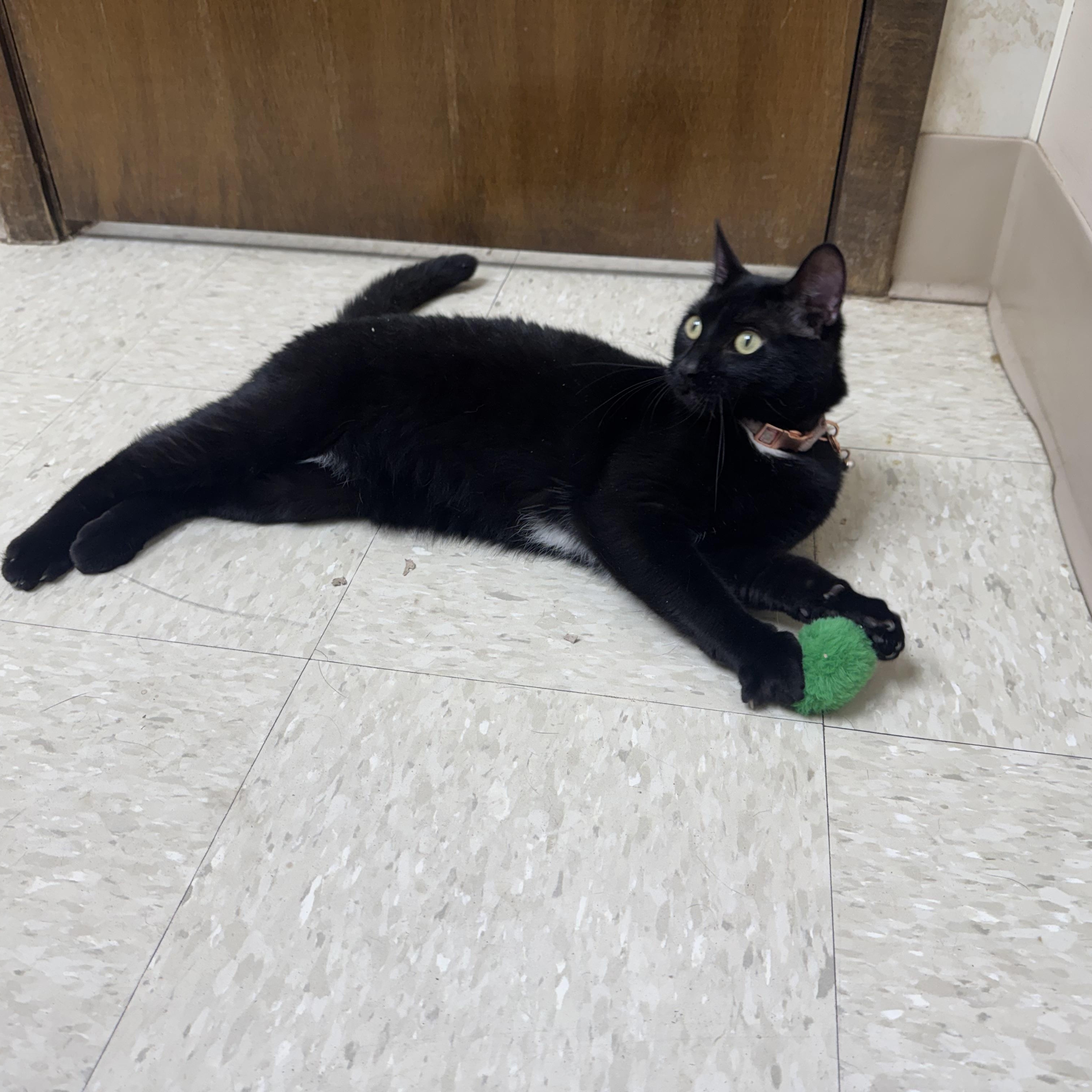 Enlarge Velvet, a ADOPTABLE Domestic Short Hair in Seminole, OK image 4/5