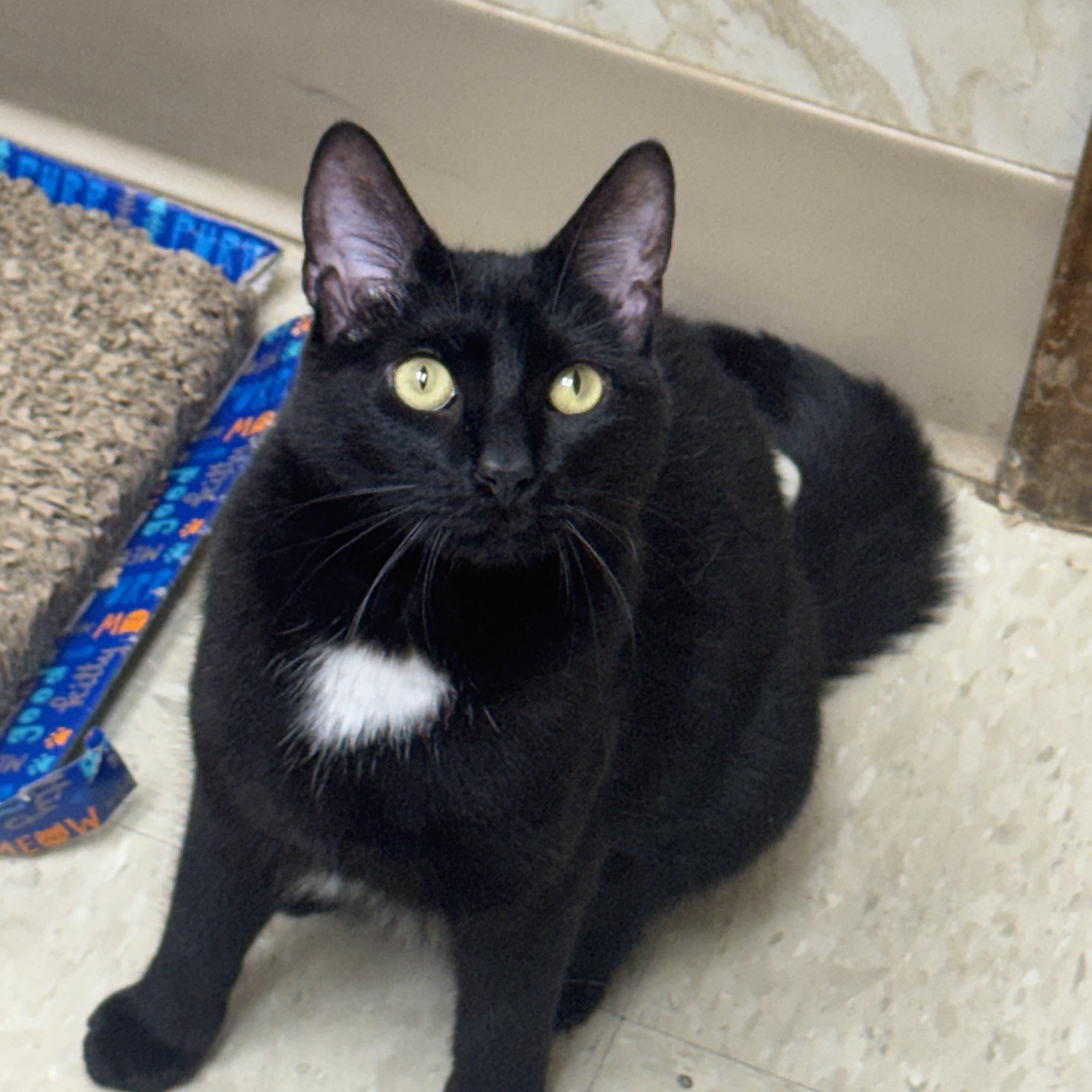 Velvet, ADOPTABLE, Young Female Domestic Short Hair.