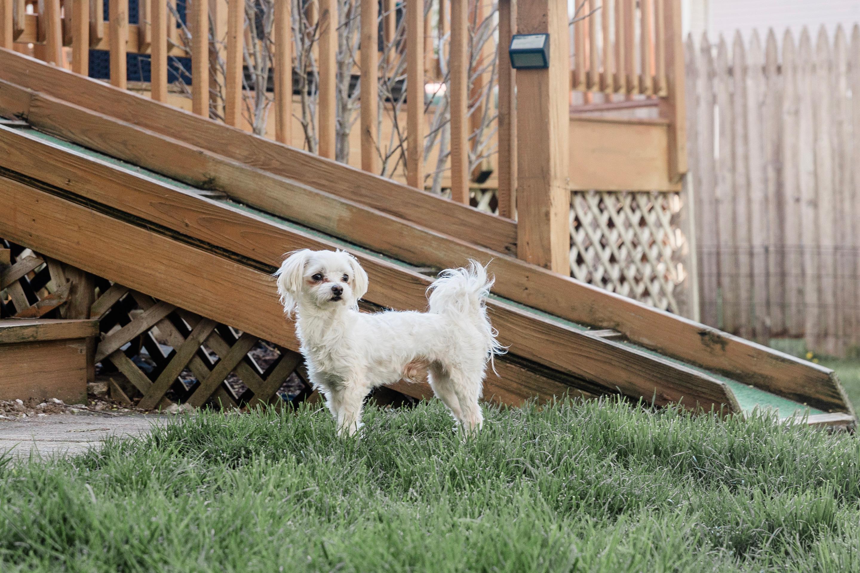 Enlarge Romeo, a ADOPTABLE Maltese in Delmar, NY image 3/6