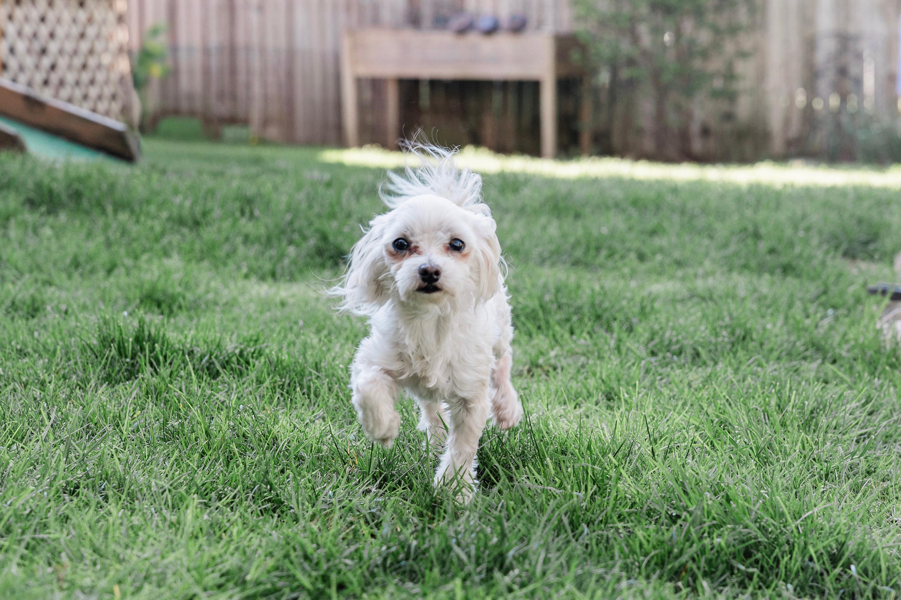Romeo, ADOPTABLE, Adult Male Maltese.