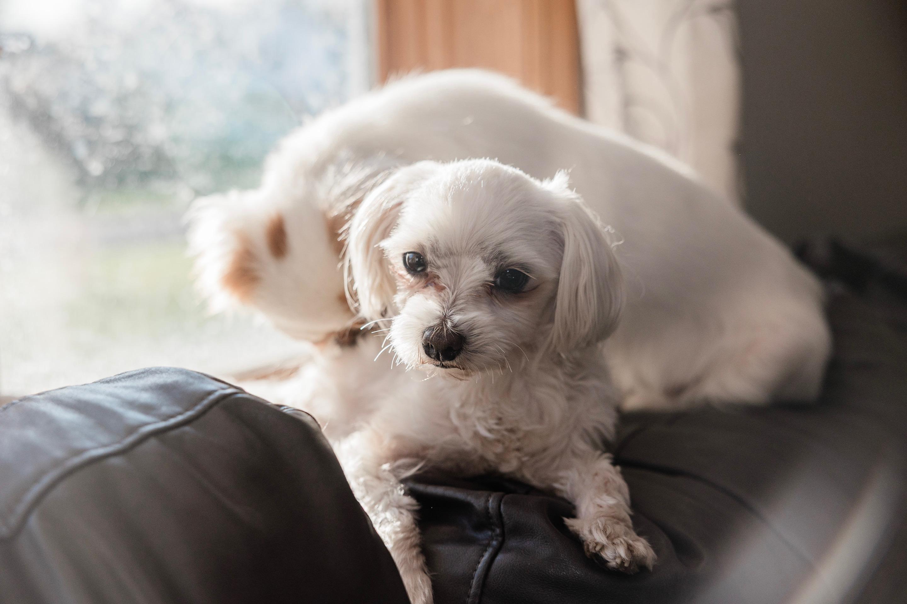 Enlarge Romeo, a ADOPTABLE Maltese in Delmar, NY image 2/6