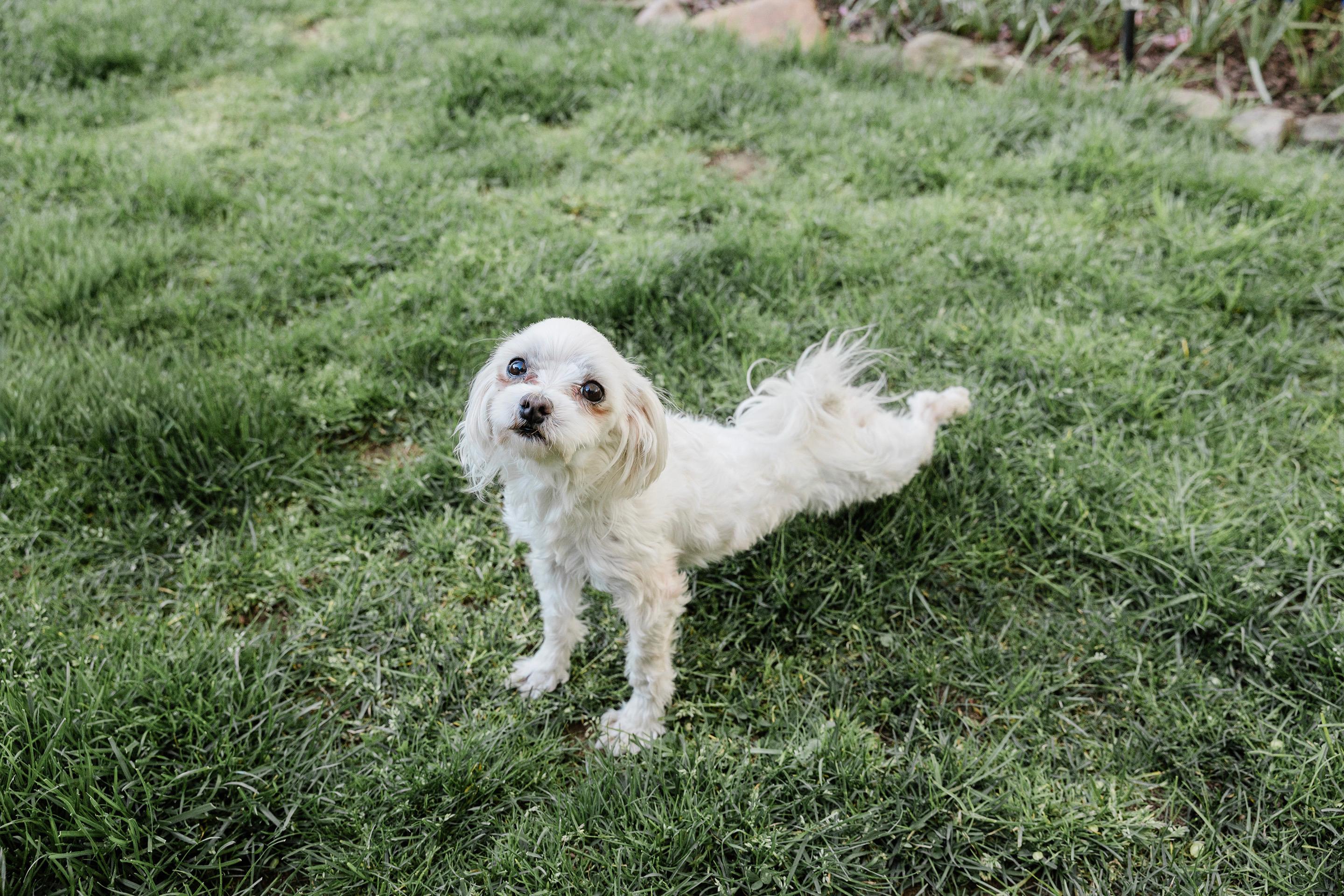 Enlarge Romeo, a ADOPTABLE Maltese in Delmar, NY image 6/6