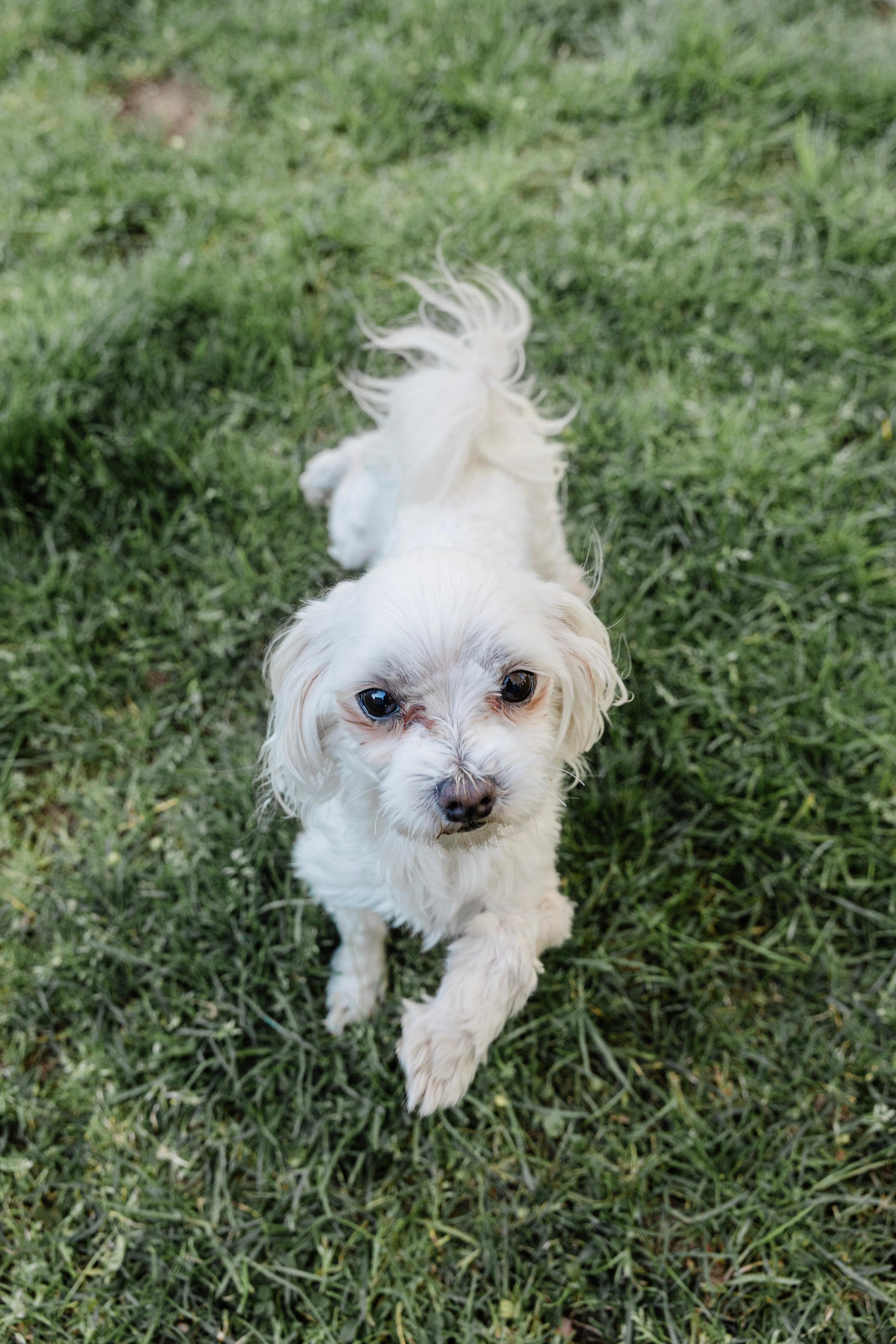Enlarge Romeo, a ADOPTABLE Maltese in Delmar, NY image 4/6