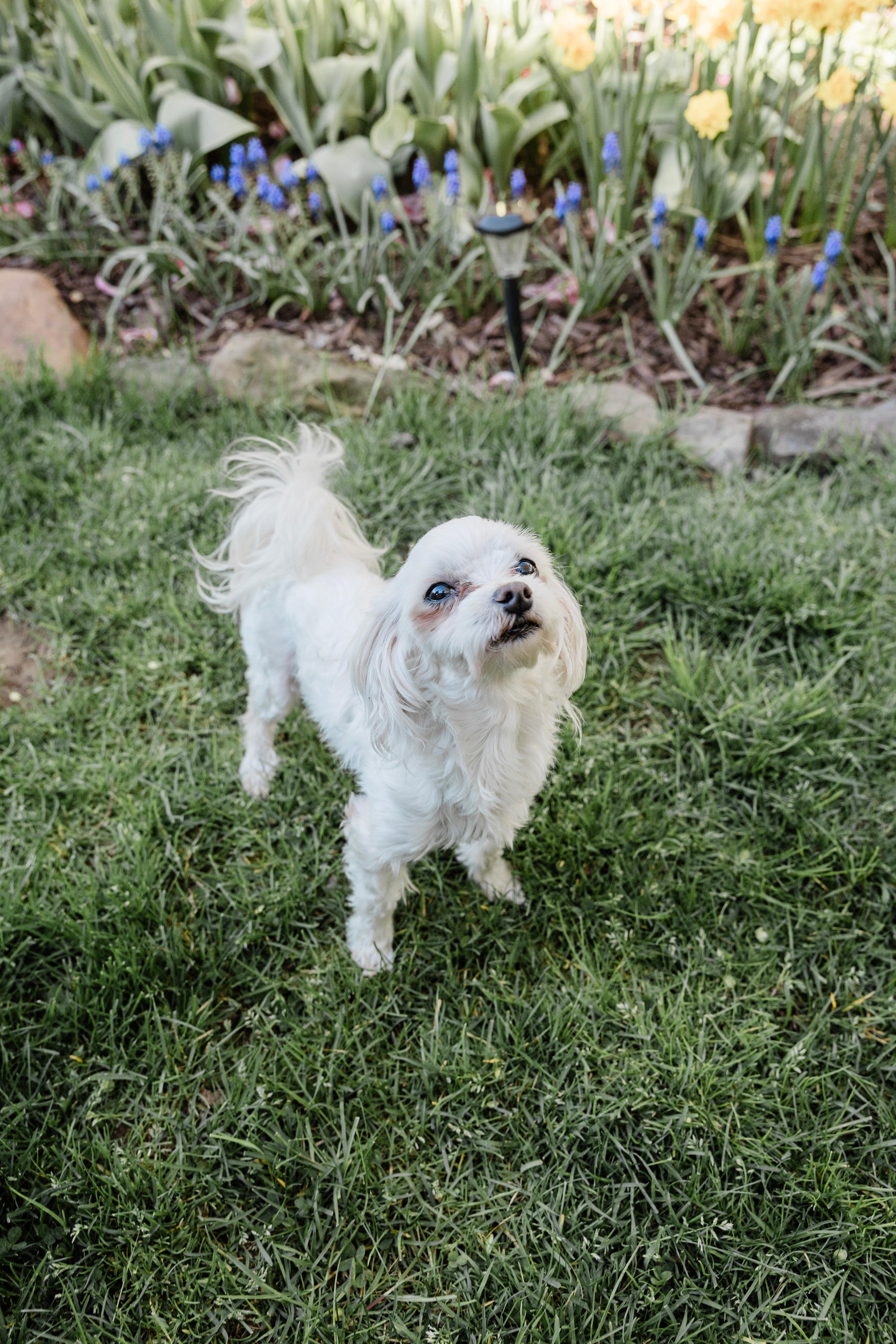 Enlarge Romeo, a ADOPTABLE Maltese in Delmar, NY image 5/6