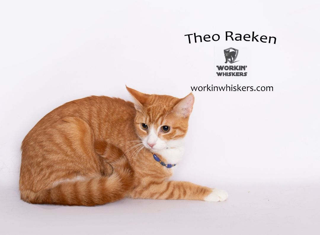Enlarge THEO RAEKEN, a Adoptable mixed breed in HEMET, CA image 2/10