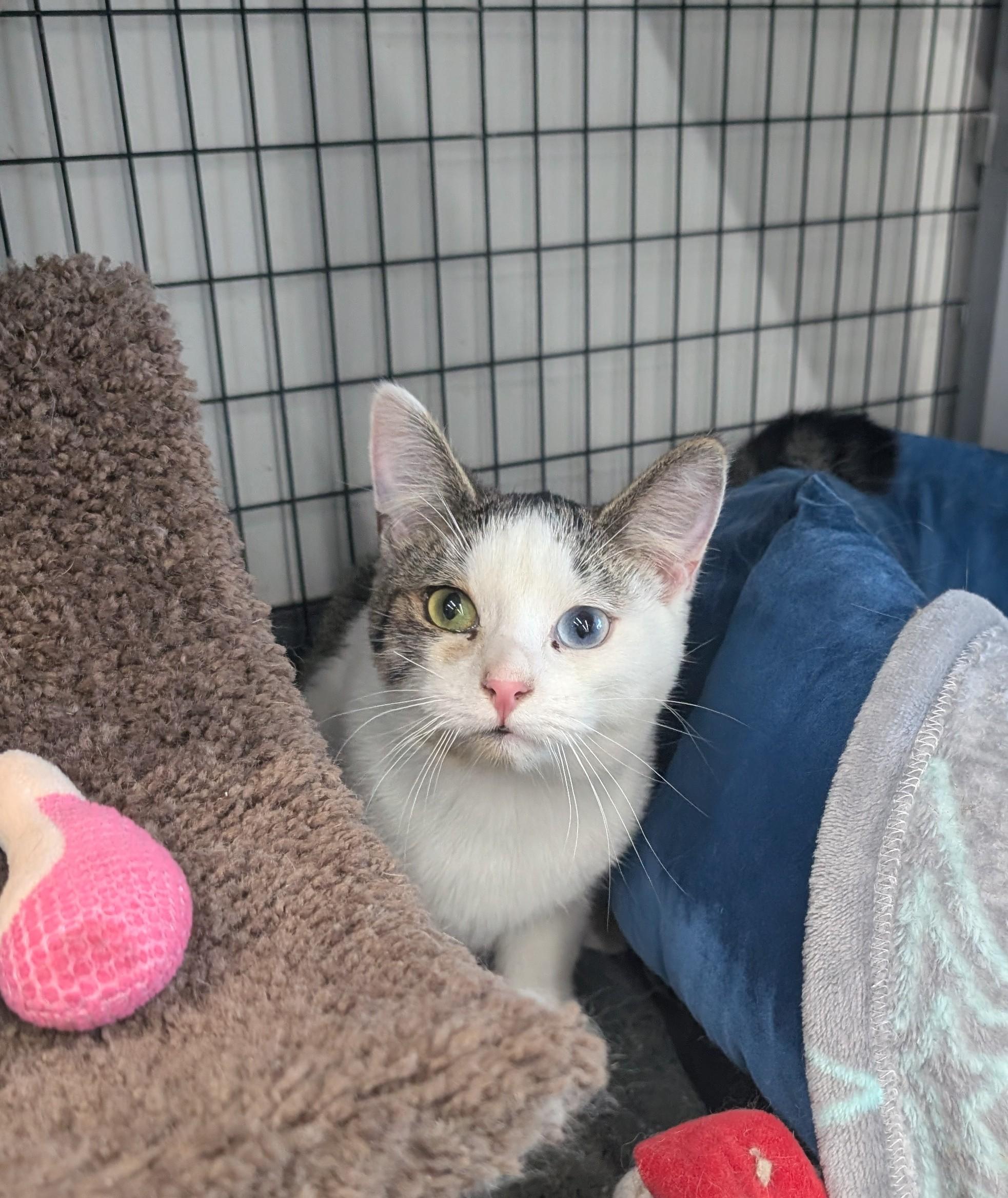 Enlarge Drizzle, an adopted Domestic Short Hair in Hudsonville, MI image 2/2