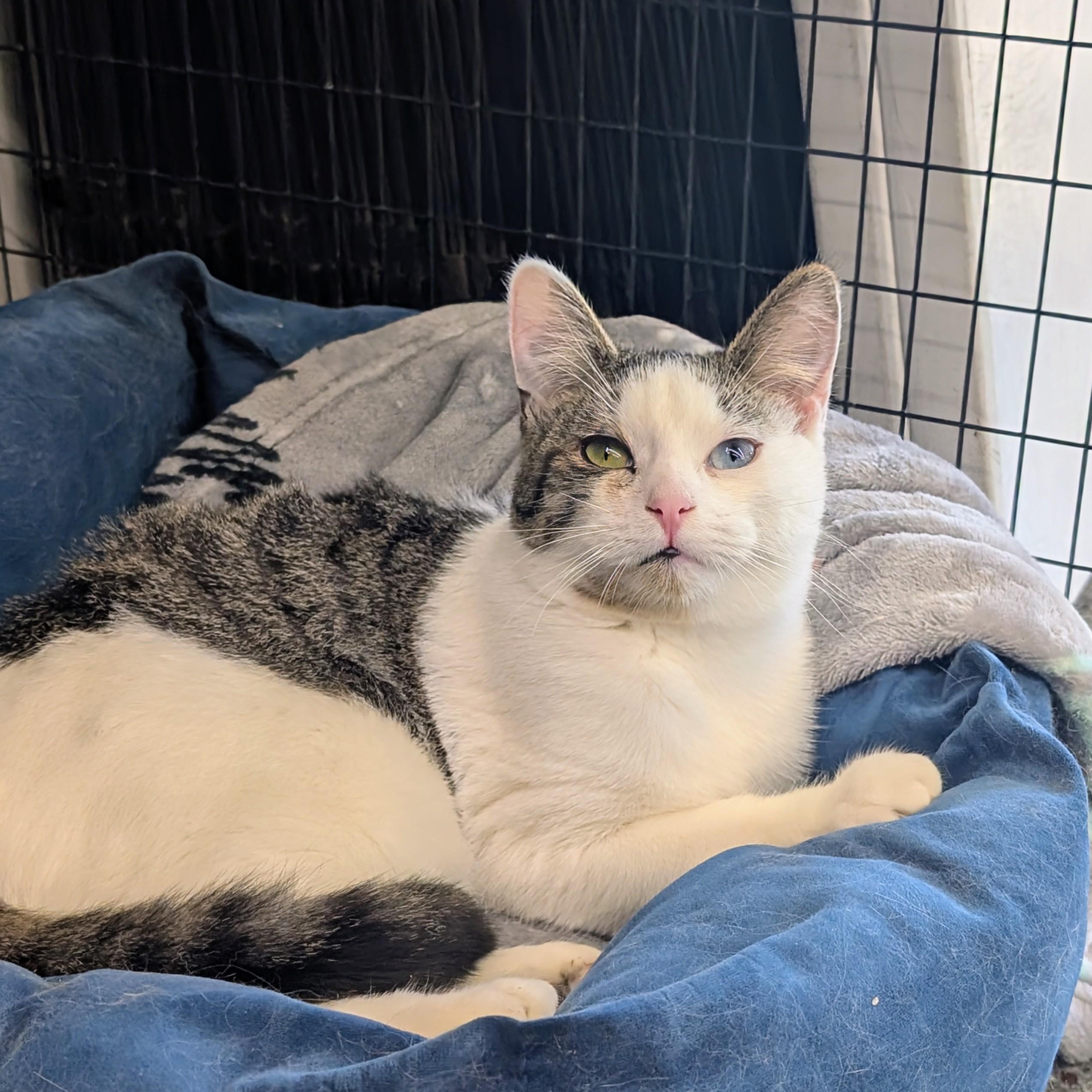 Drizzle, ADOPTABLE, Kitten Male Domestic Short Hair.
