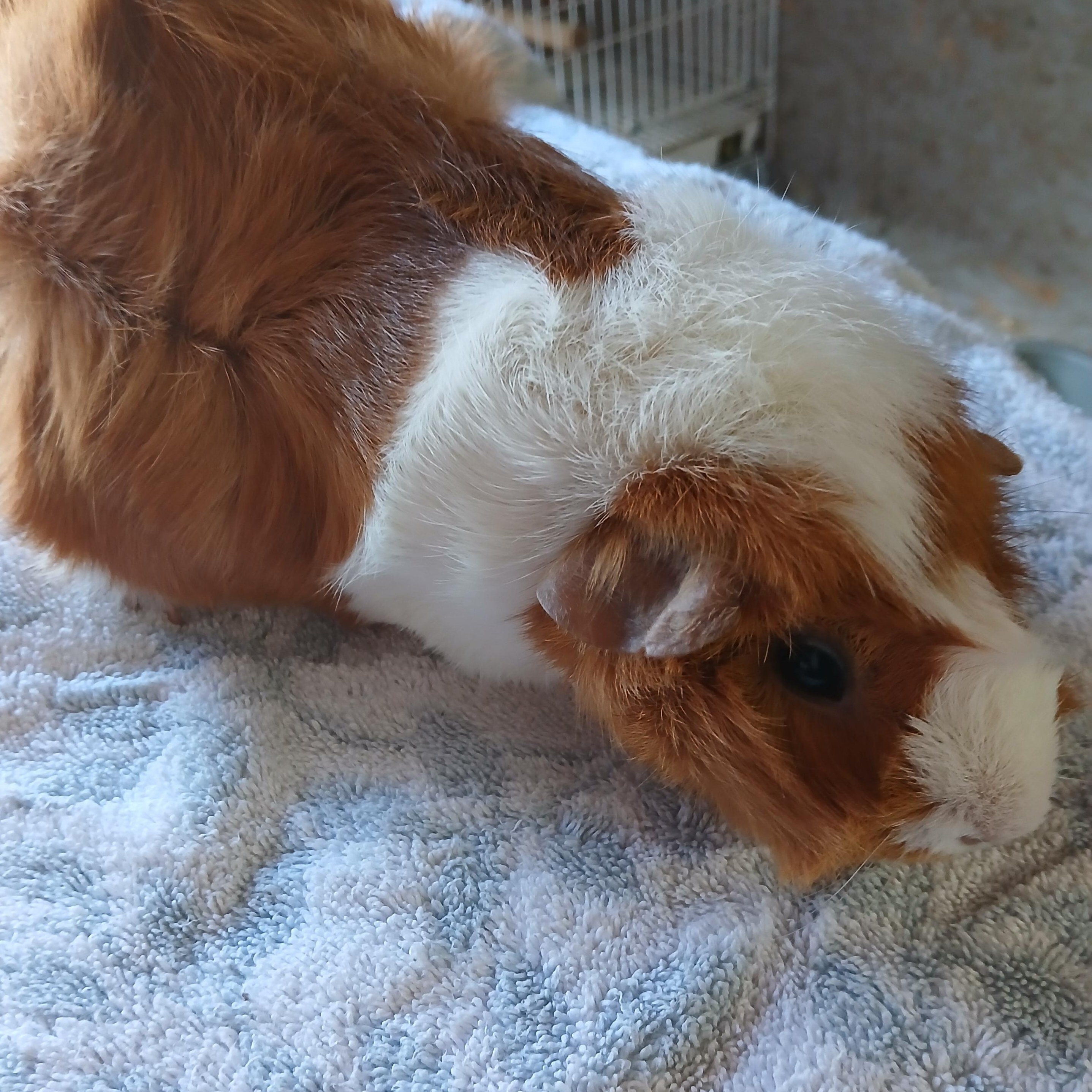 Enlarge Charlee, a Adoptable Abyssinian in Dearborn, MO image 2/3