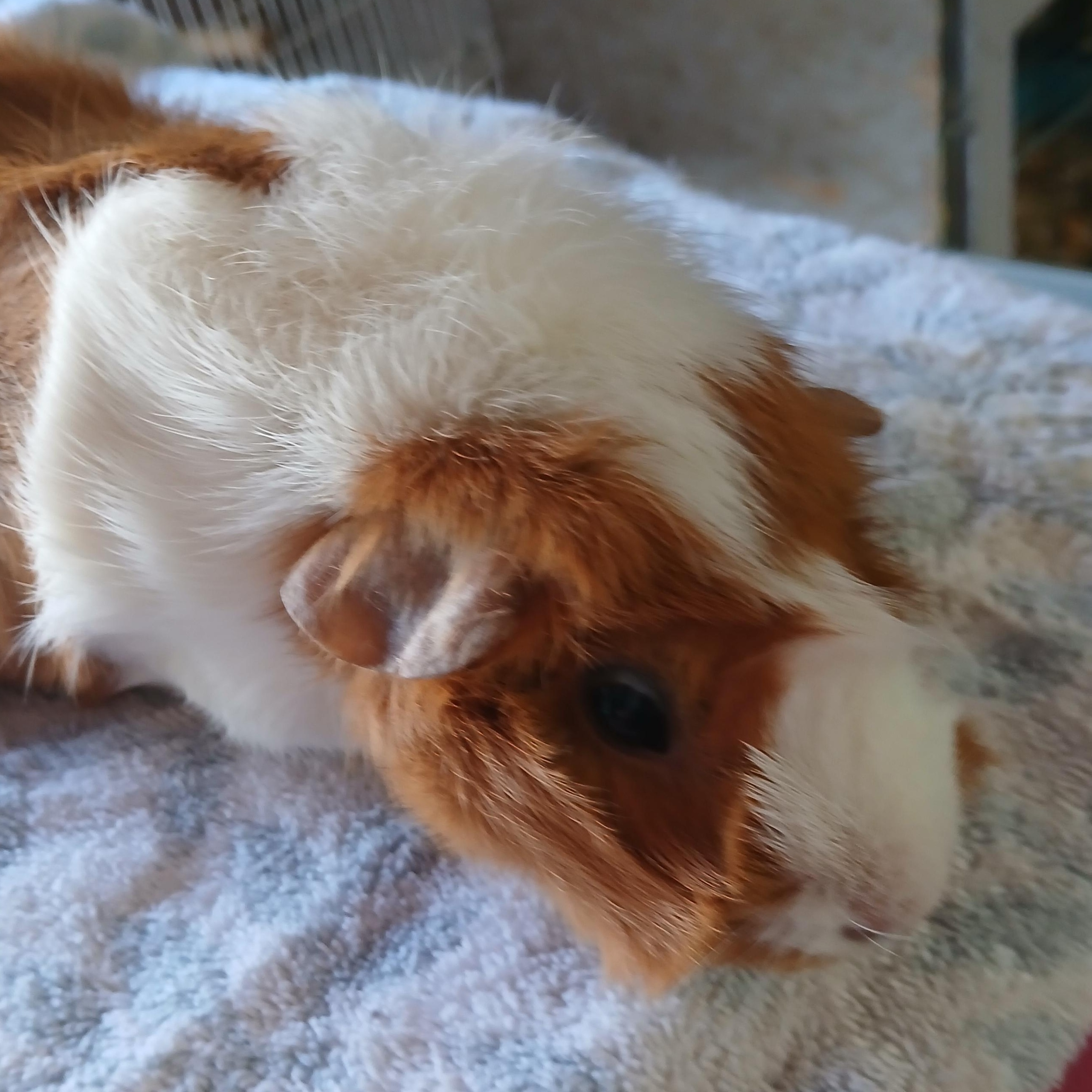 Charlee, Adoptable, Adult Female Abyssinian.