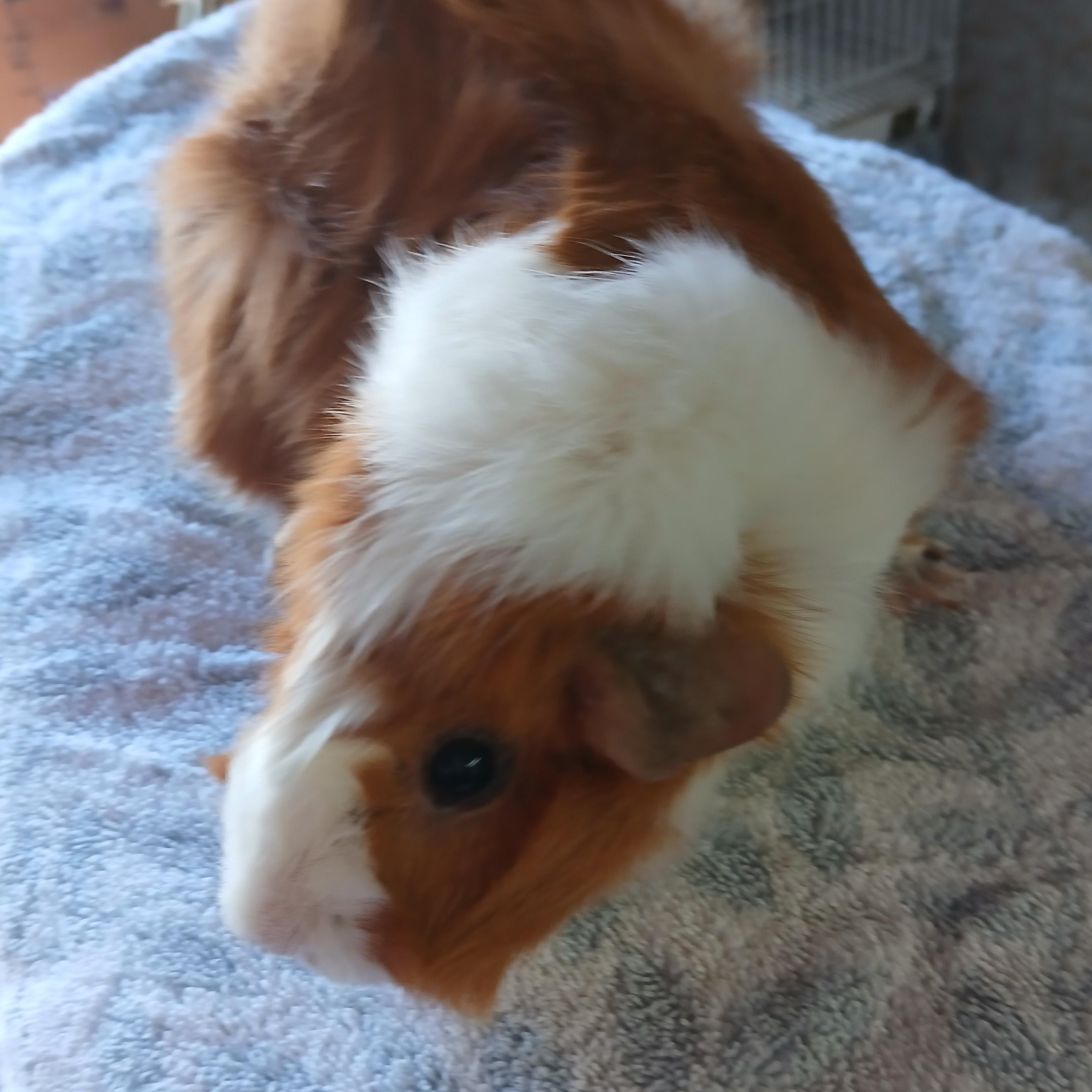 Enlarge Charlee, a Adoptable Abyssinian in Dearborn, MO image 3/3