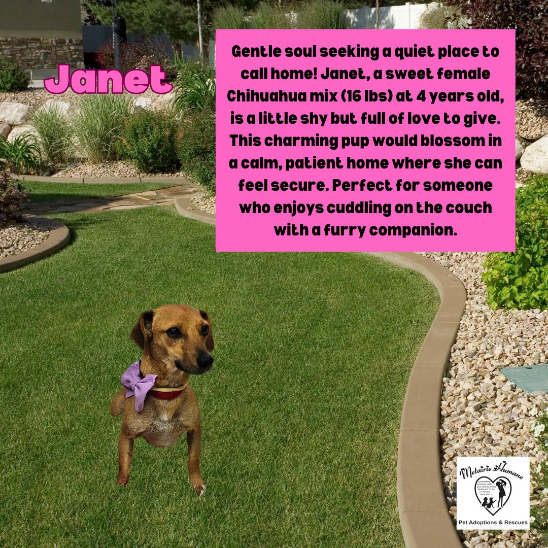 Enlarge Janet, a Adoptable Dachshund in Metairie, LA image 2/3