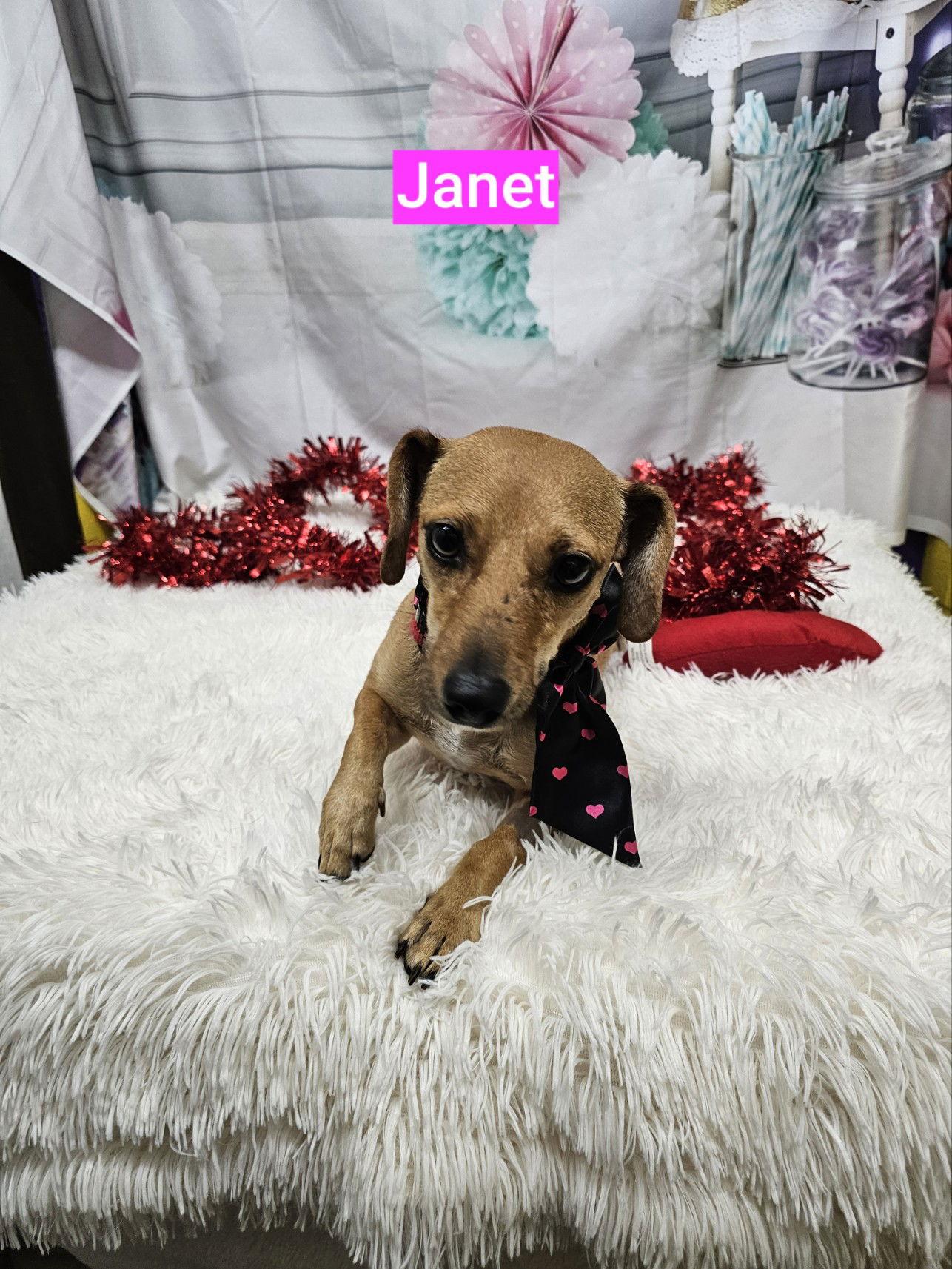 Enlarge Janet, a Adoptable Dachshund in Metairie, LA image 3/3