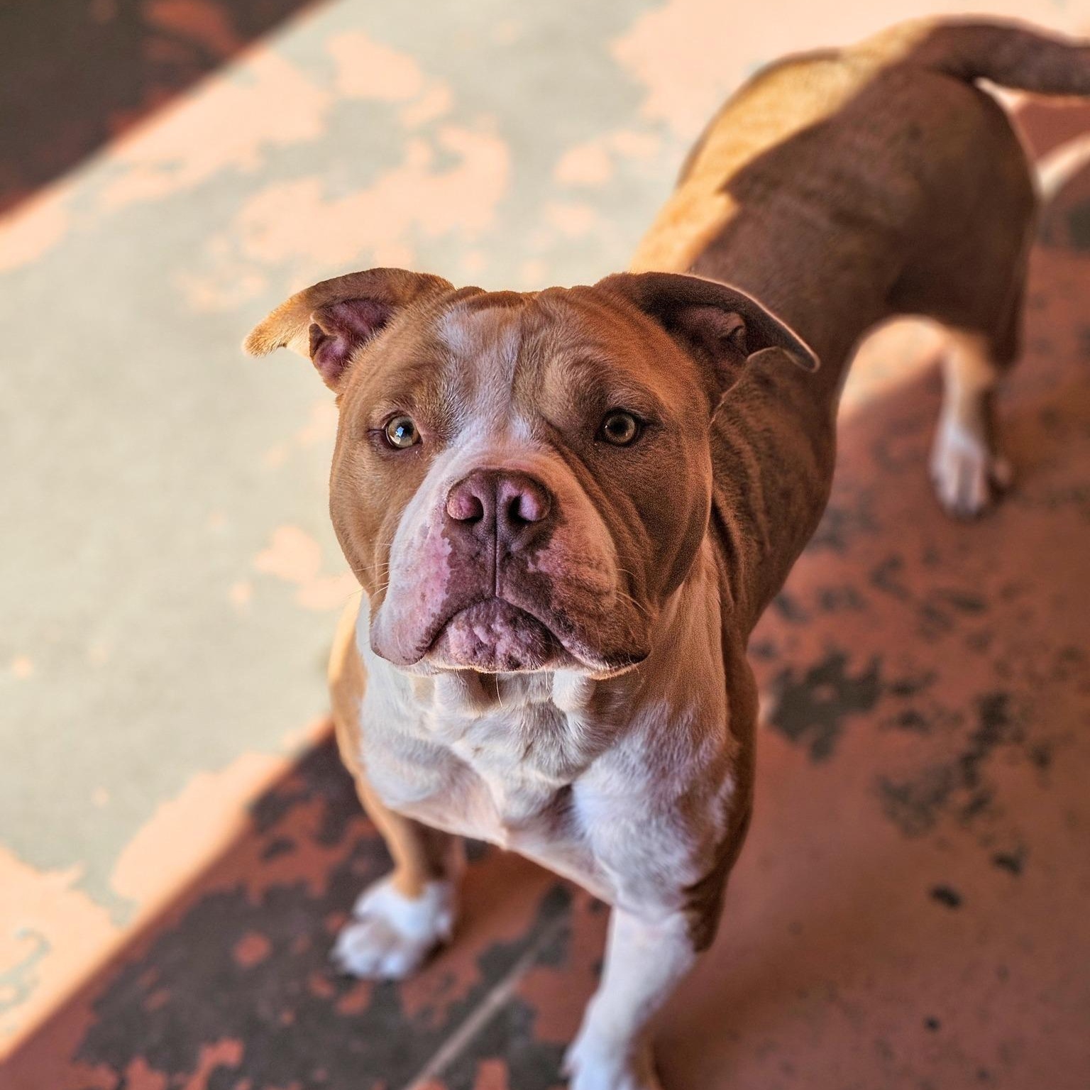 Simba, Adoptable, Adult Male American Bulldog.