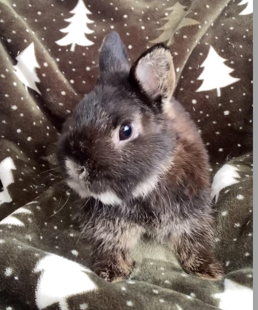 Grizzly, Adoptable, Adult Male Netherland Dwarf.