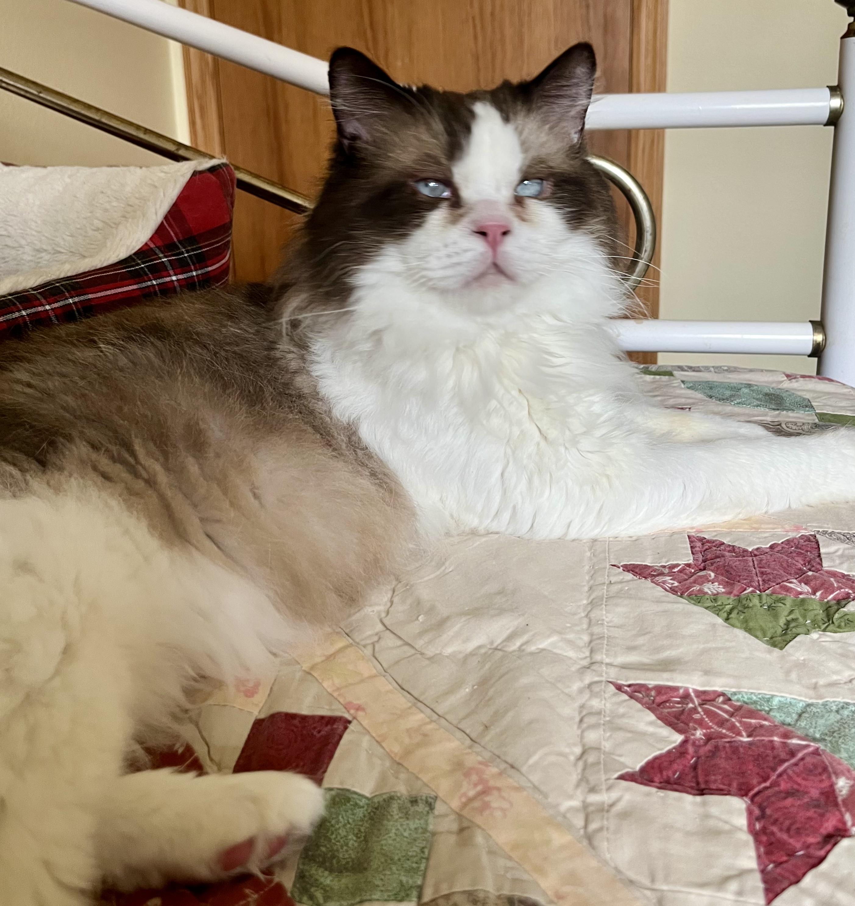 Ragdolls for Adoption in Elroy, Wisconsin | Petfinder