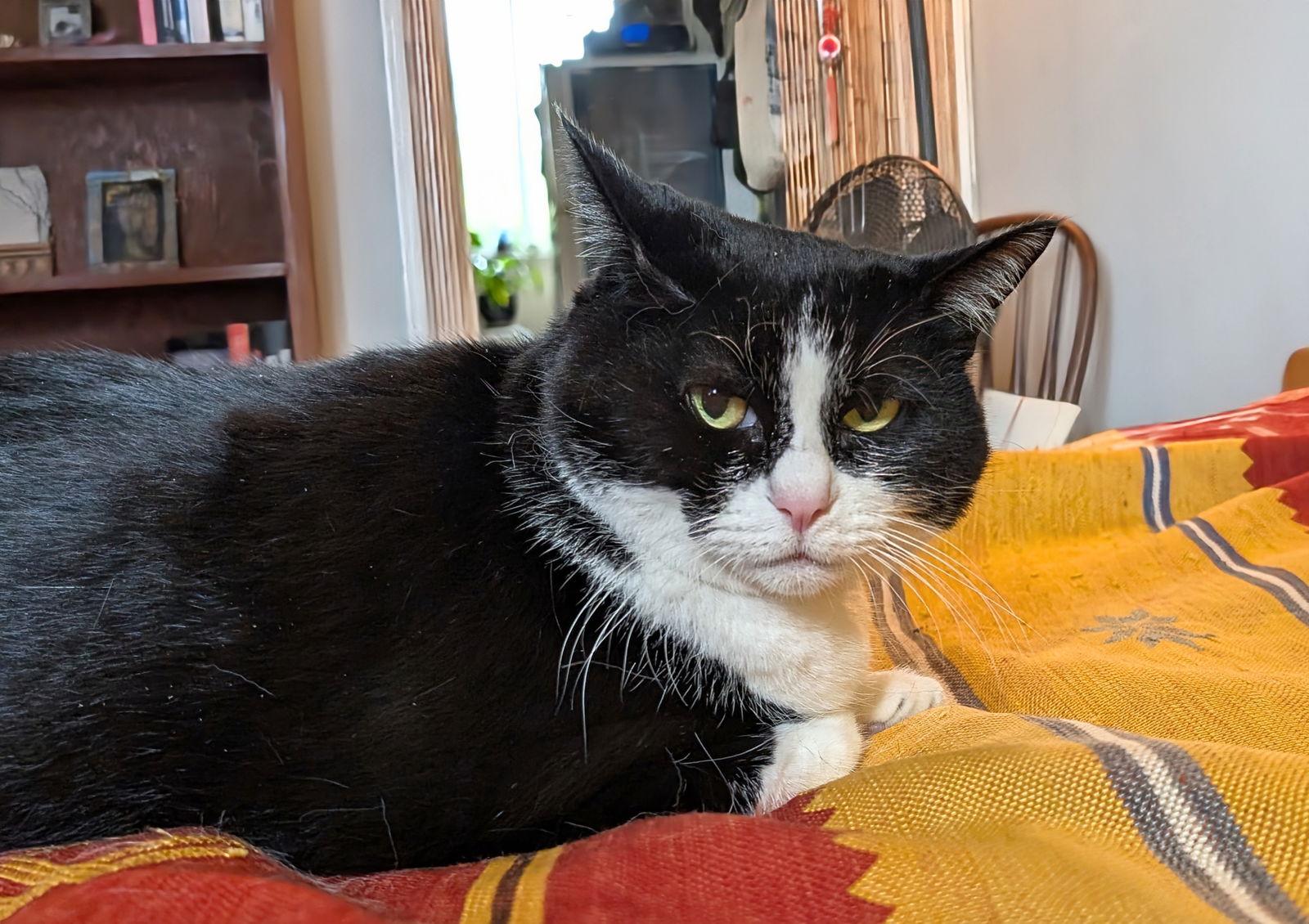 Enlarge Nunu, a Adoptable Domestic Short Hair in Berkeley, CA image 2/3