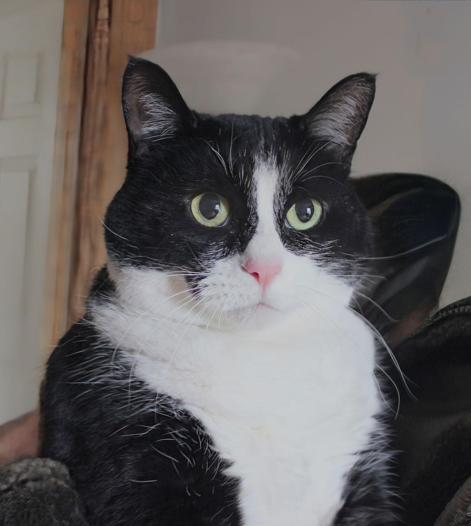 Enlarge Nunu, a Adoptable Domestic Short Hair in Berkeley, CA image 3/3