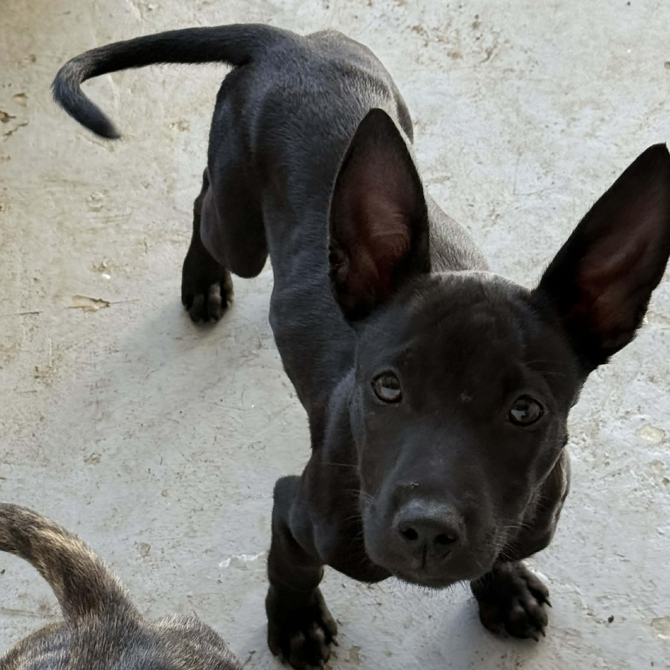 Enlarge Inky, a Adoptable mixed breed in ISABELA, PR image 2/4