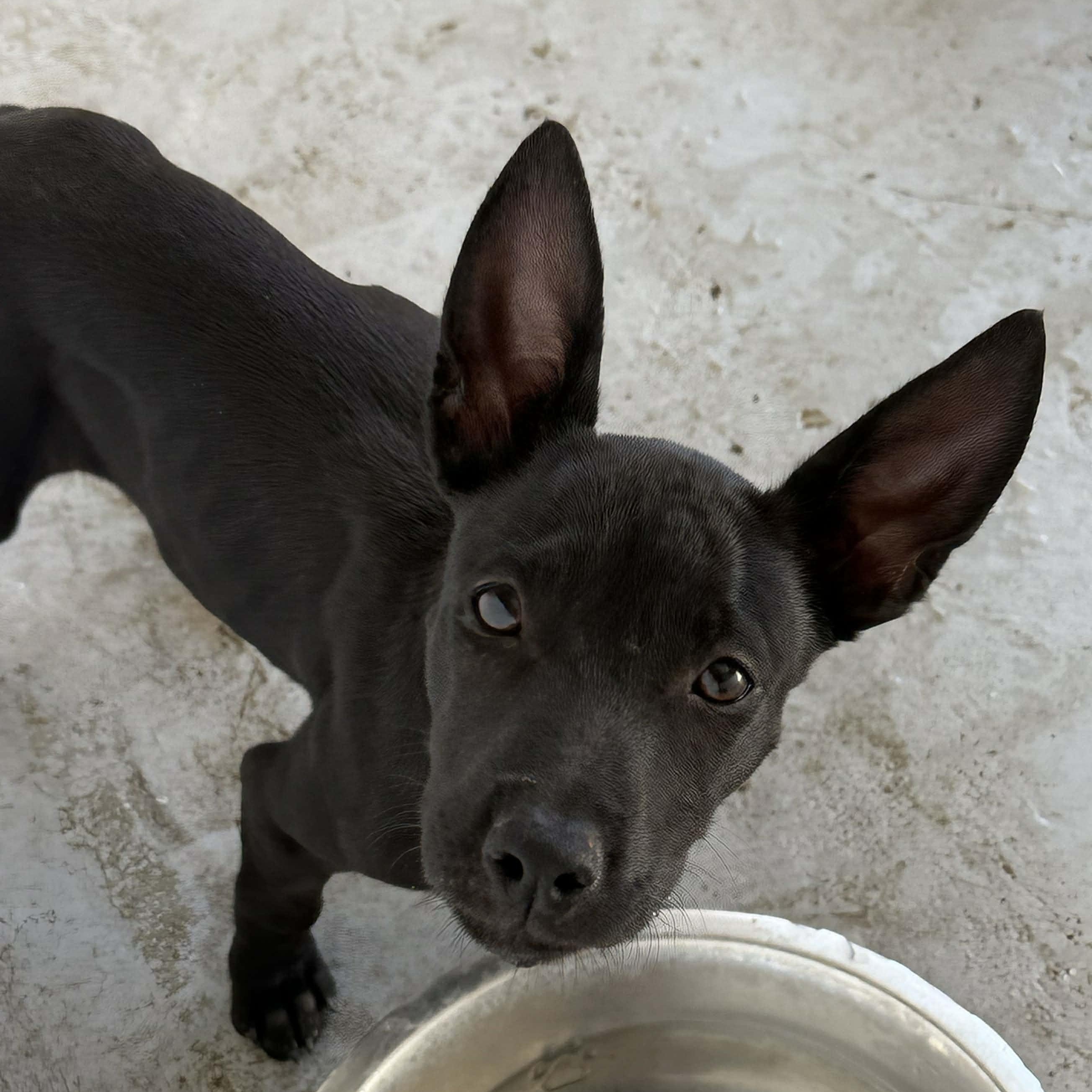 Enlarge Inky, a Adoptable mixed breed in ISABELA, PR image 1/4