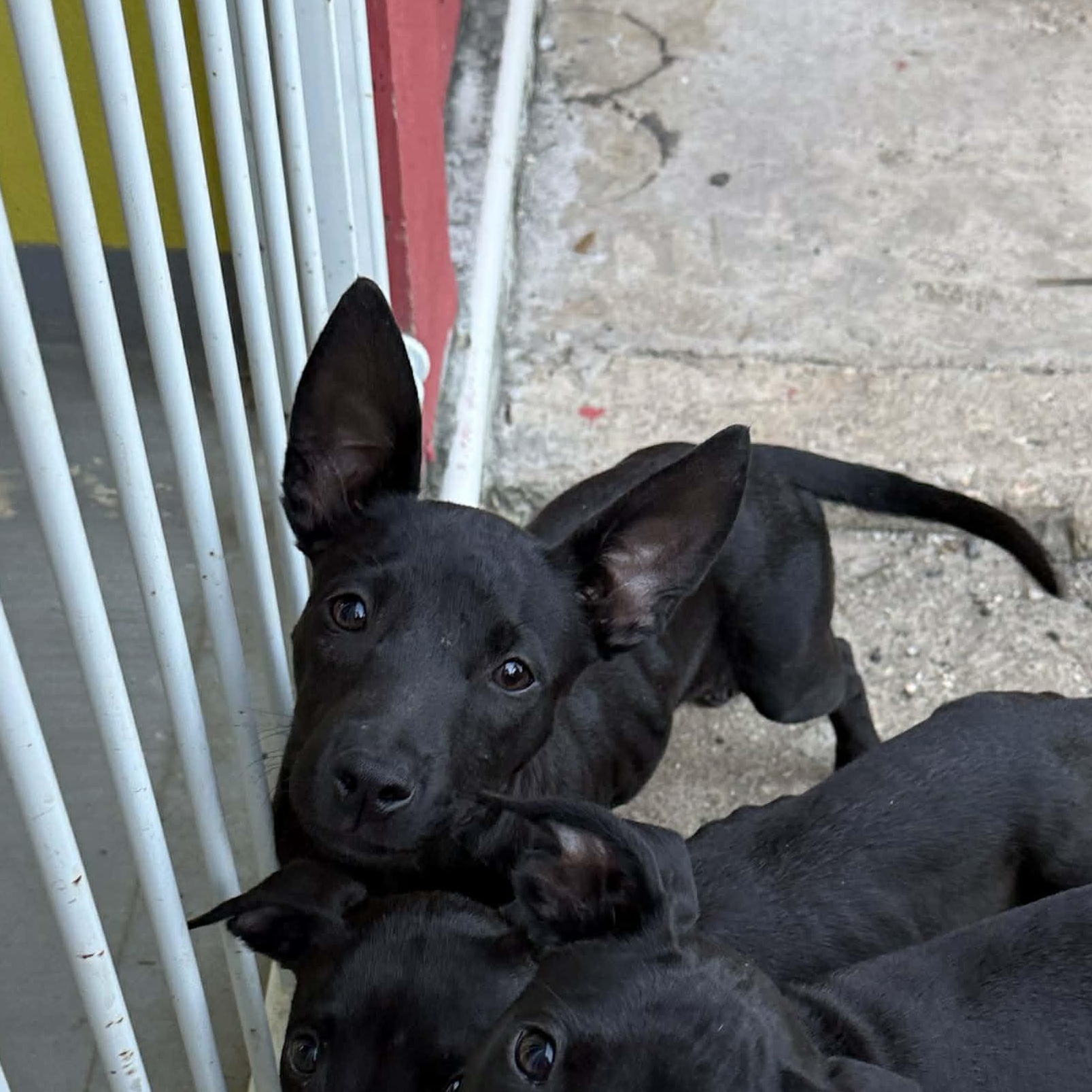 Enlarge Inky, a Adoptable mixed breed in ISABELA, PR image 3/4