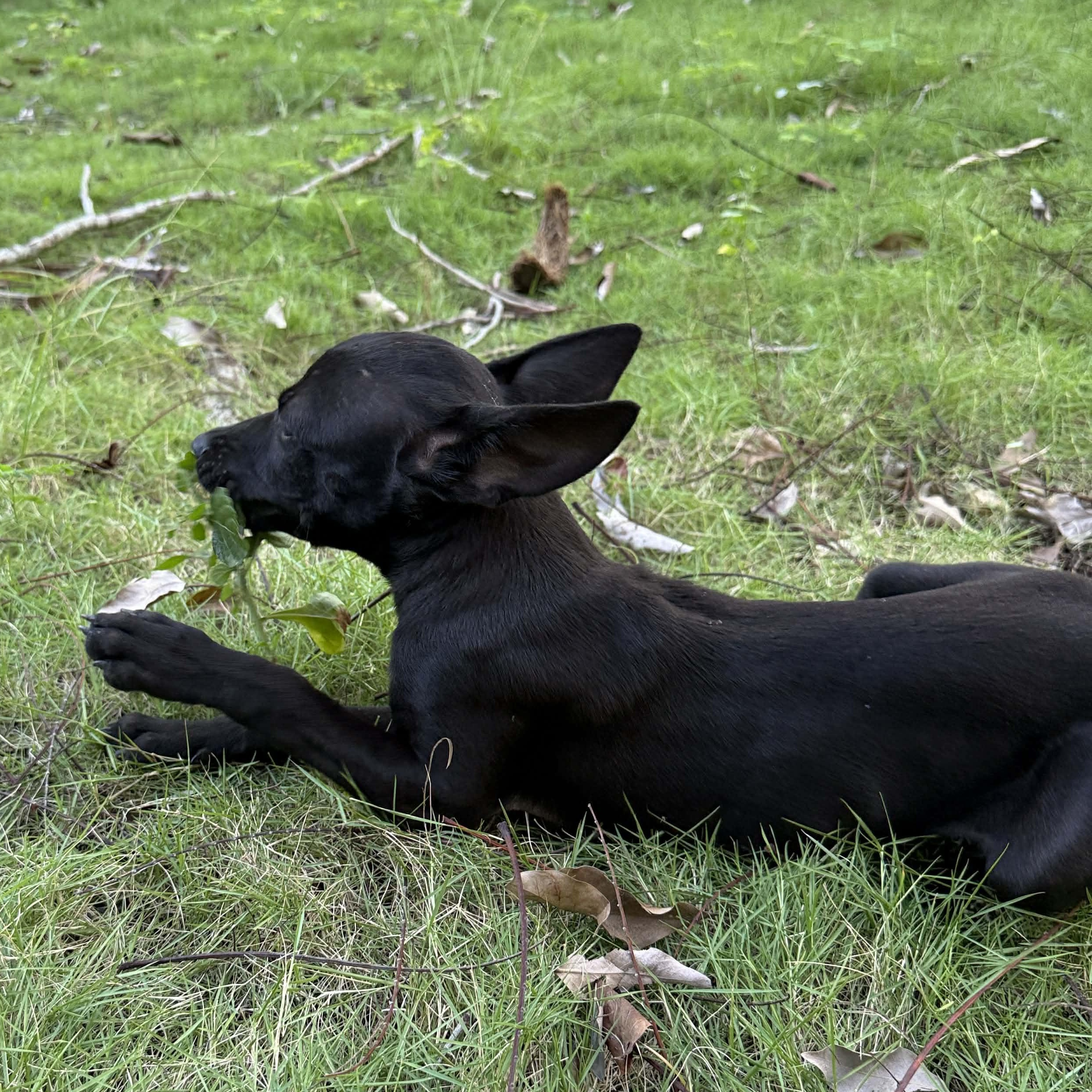 Enlarge Inky, a Adoptable mixed breed in ISABELA, PR image 4/4