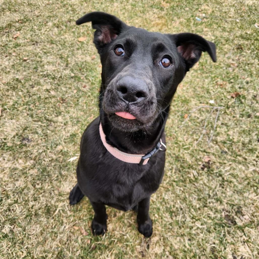 Black Beans, Adoptable, Young Female Mixed Breed.