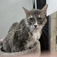 Enlarge MIYAGI, an adopted mixed breed in Henderson, NV image 2/2