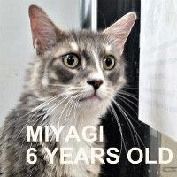 Enlarge MIYAGI, an adopted mixed breed in Henderson, NV image 1/2