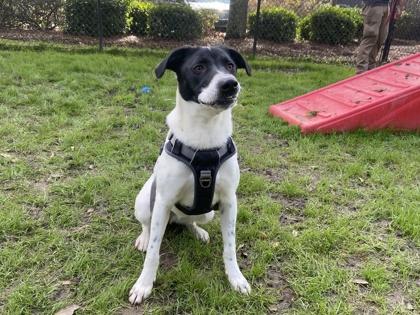 Enlarge Cobalt, a Adoptable mixed breed in Conway, SC image 1/3