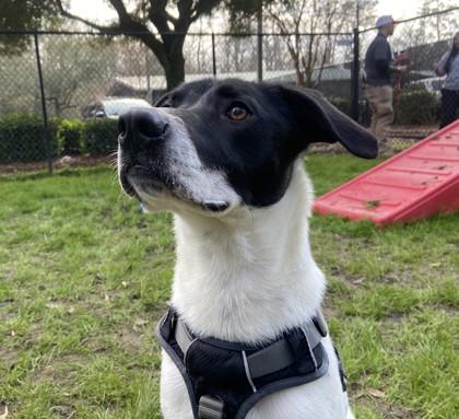 Enlarge Cobalt, a Adoptable mixed breed in Conway, SC image 2/3