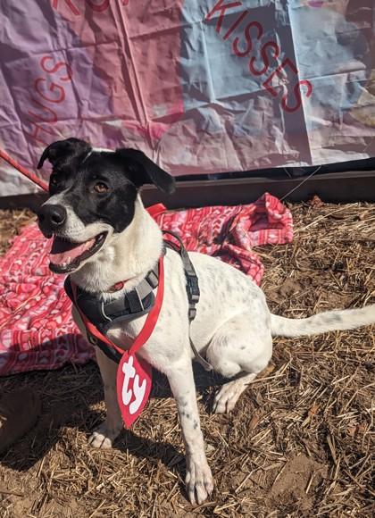 Enlarge Cobalt, a Adoptable mixed breed in Conway, SC image 3/3