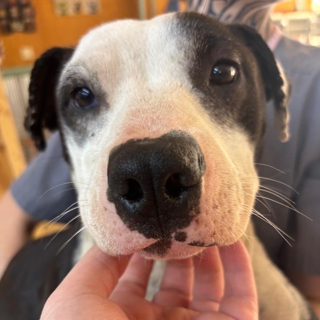 Enlarge Babybel, a Adoptable Border Collie in Parrish, AL image 1/6