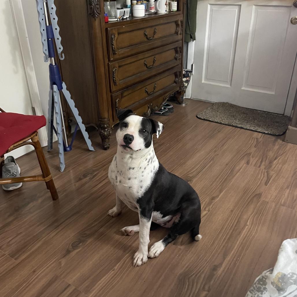 Enlarge Babybel hw treated, a Adoptable Border Collie in Parrish, AL image 2/6