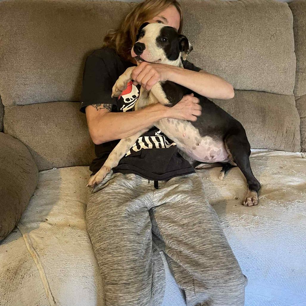 Enlarge Babybel, a Adoptable Border Collie in Parrish, AL image 3/6