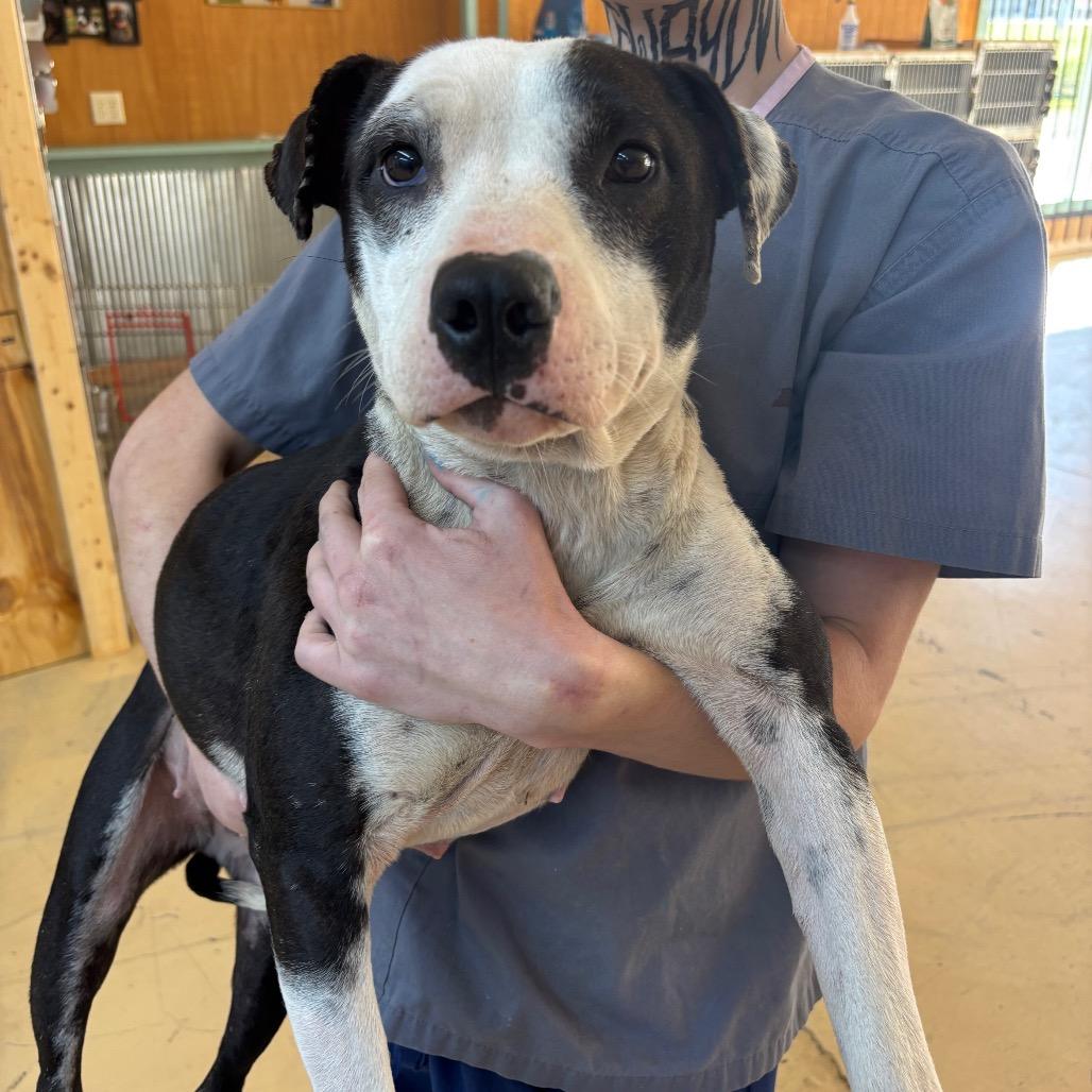 Enlarge Babybel, a Adoptable Border Collie in Parrish, AL image 4/6
