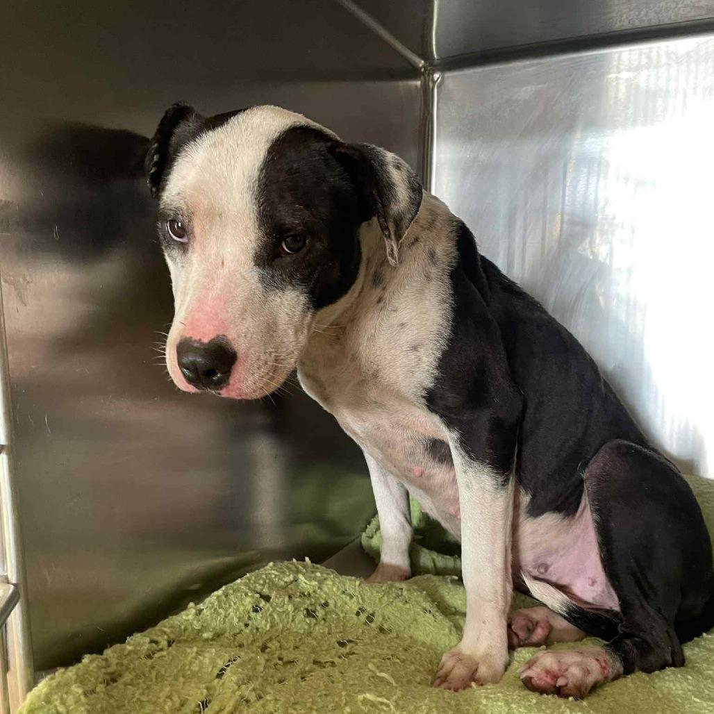 Enlarge Babybel, a Adoptable Border Collie in Parrish, AL image 5/6