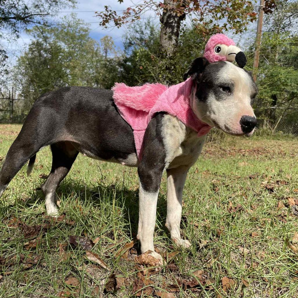 Enlarge Babybel, a Adoptable Border Collie in Parrish, AL image 6/6