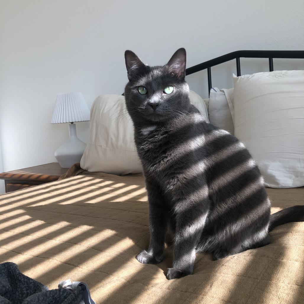 Mung Bean, Adoptable, Adult Male Domestic Medium Hair & Korat.