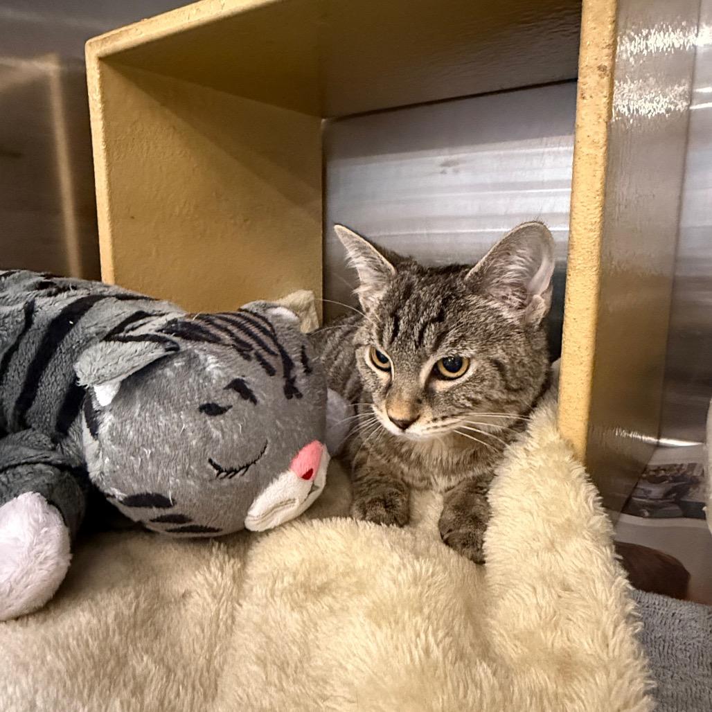 Shere Khan, Adoptable, Kitten Male Domestic Short Hair.