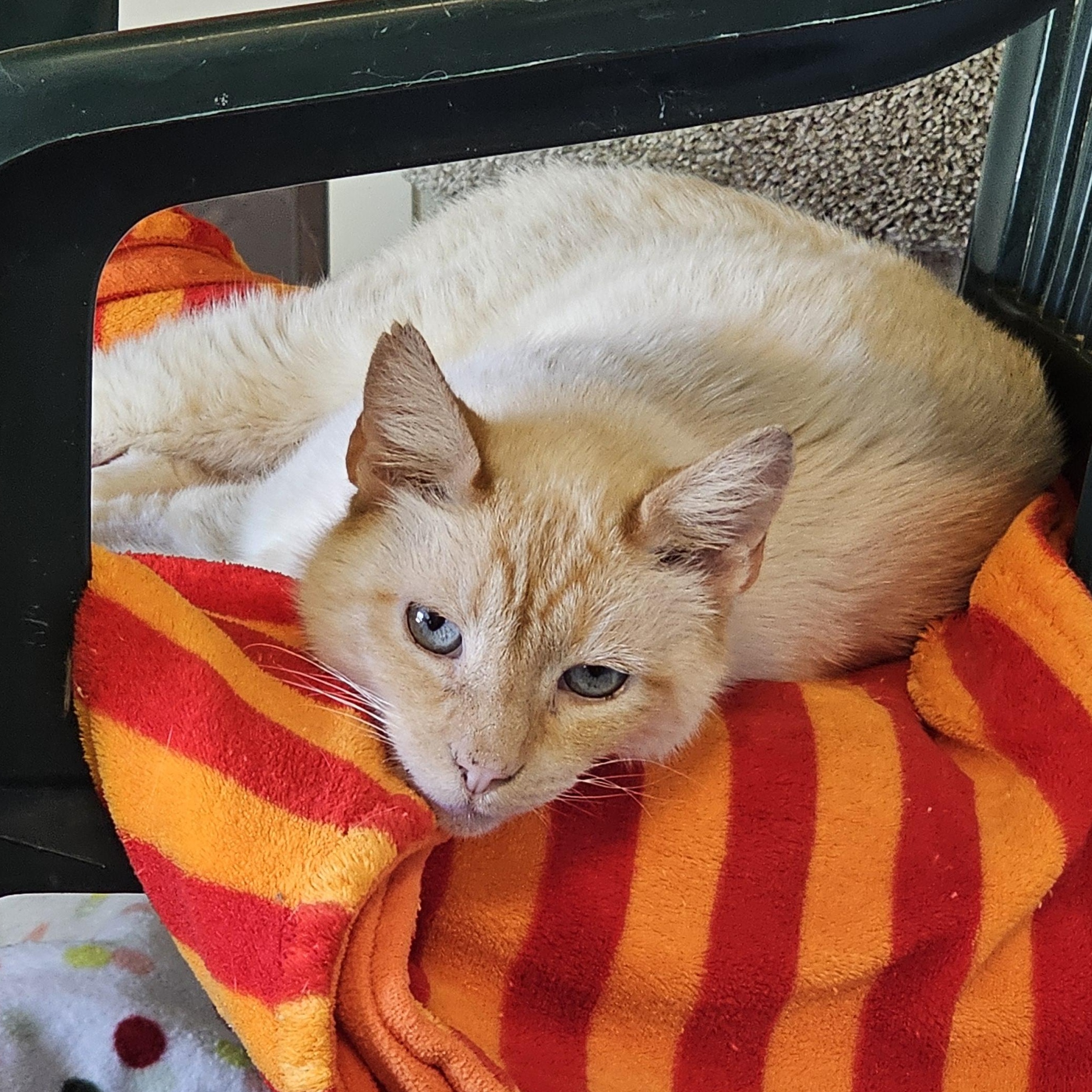Sunny, an adopted Domestic Short Hair in Waynesville, NC image 1/4