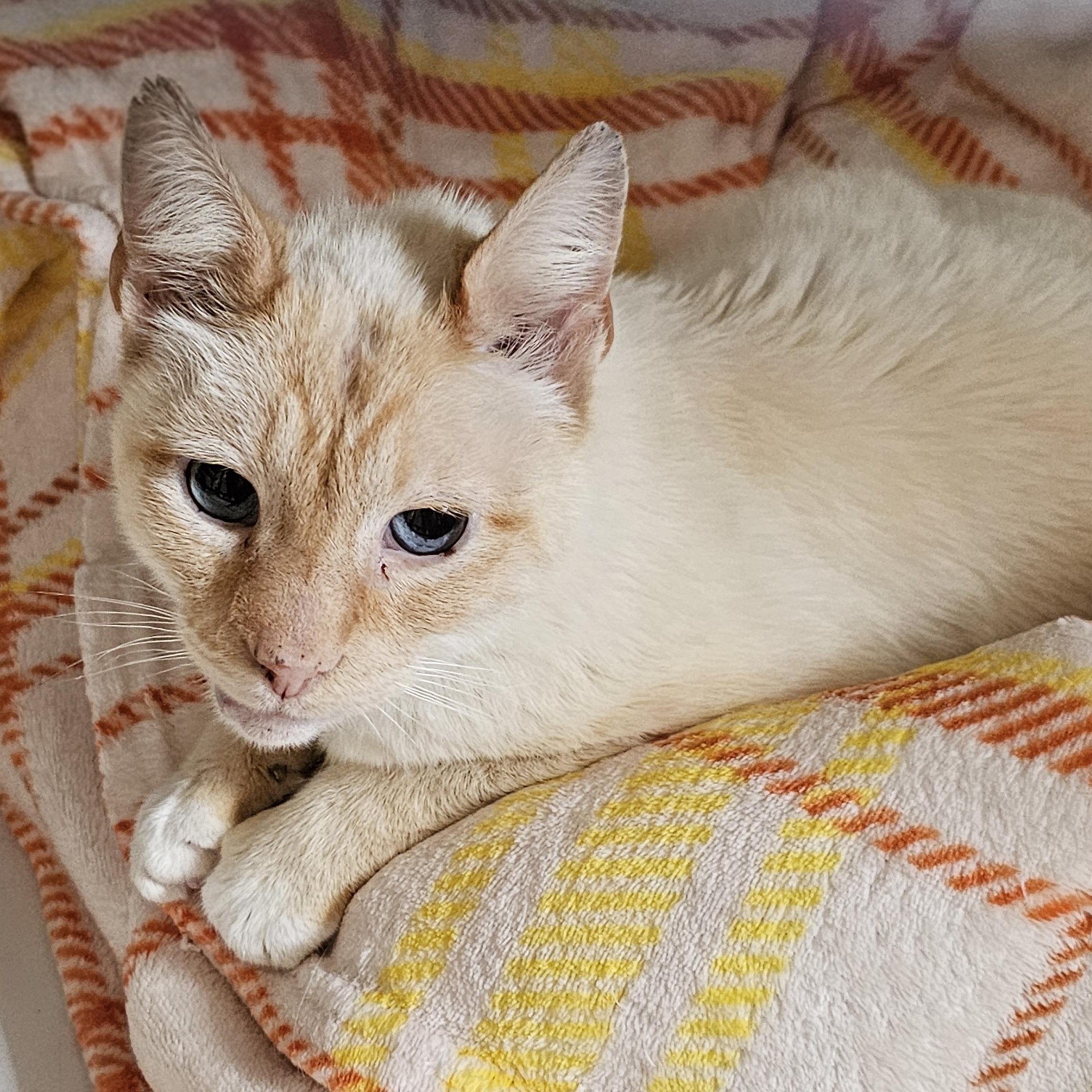 Sunny, an adopted Domestic Short Hair in Waynesville, NC image 2/4