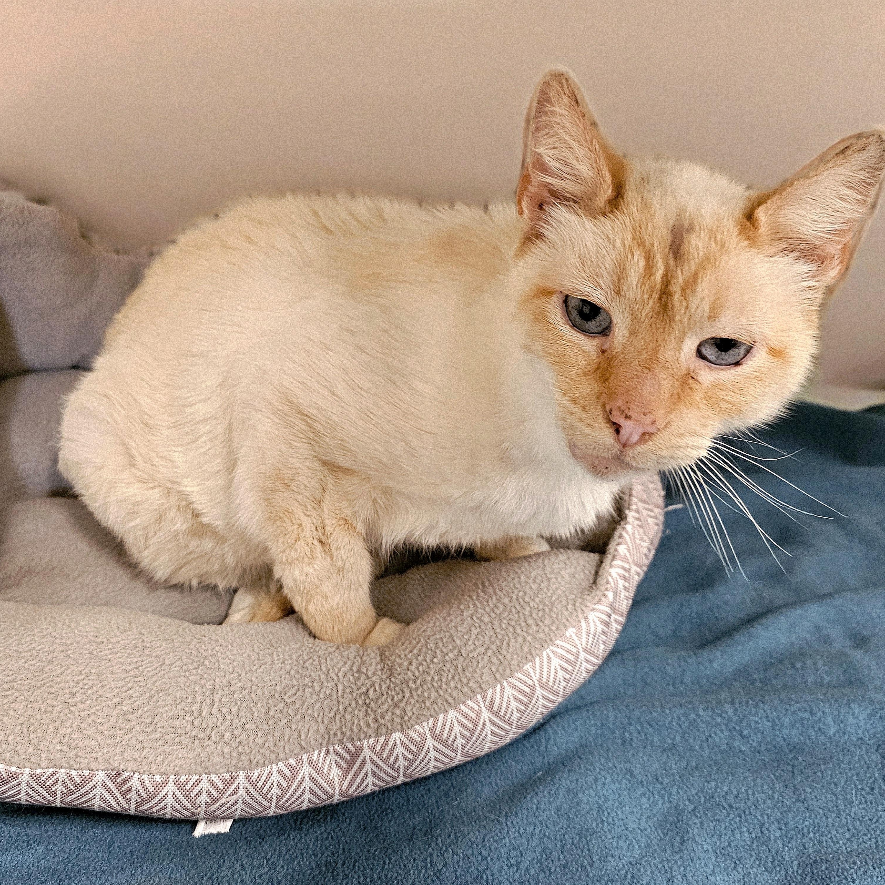 Sunny, an adopted Domestic Short Hair in Waynesville, NC image 3/4