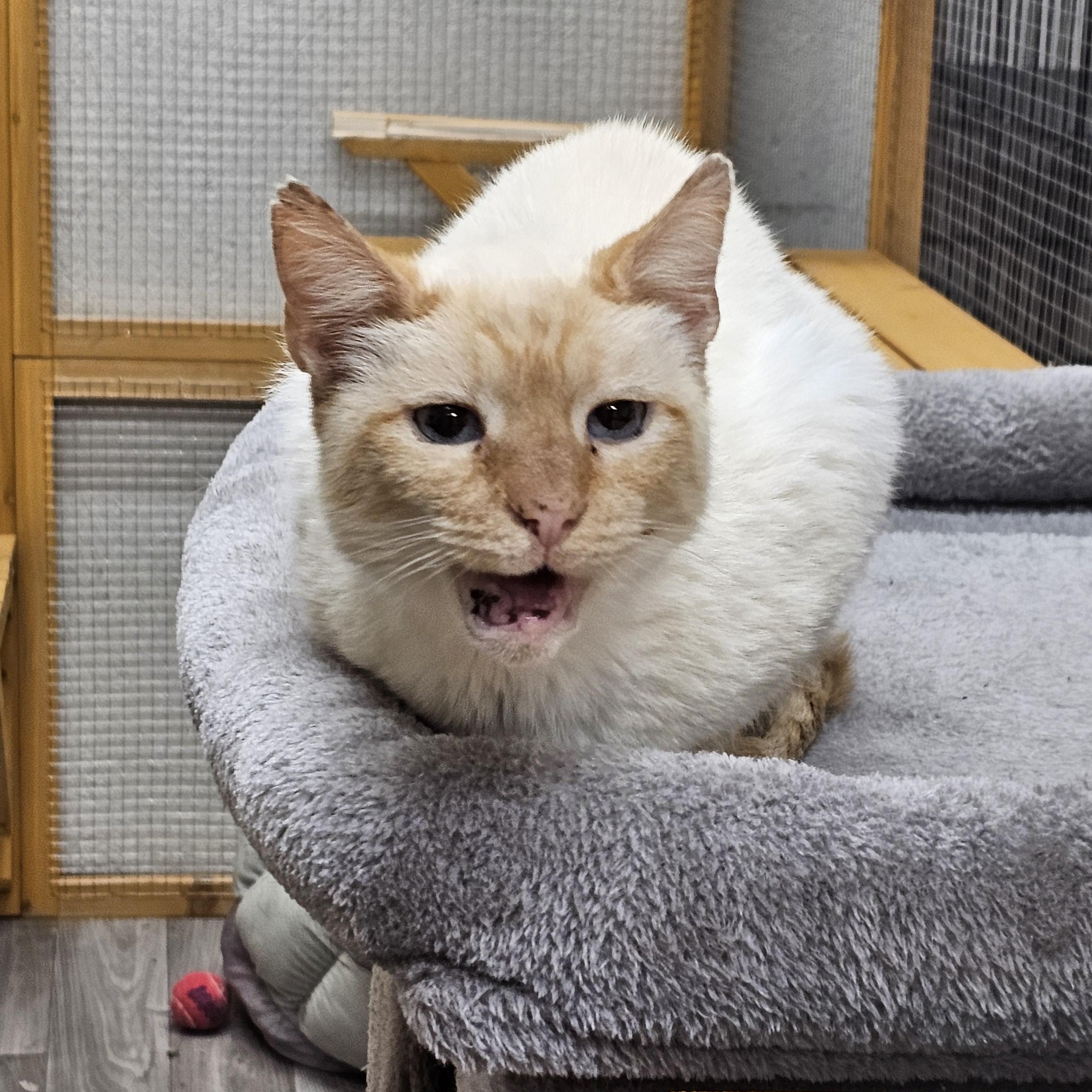 Sunny, an adopted Domestic Short Hair in Waynesville, NC image 4/4